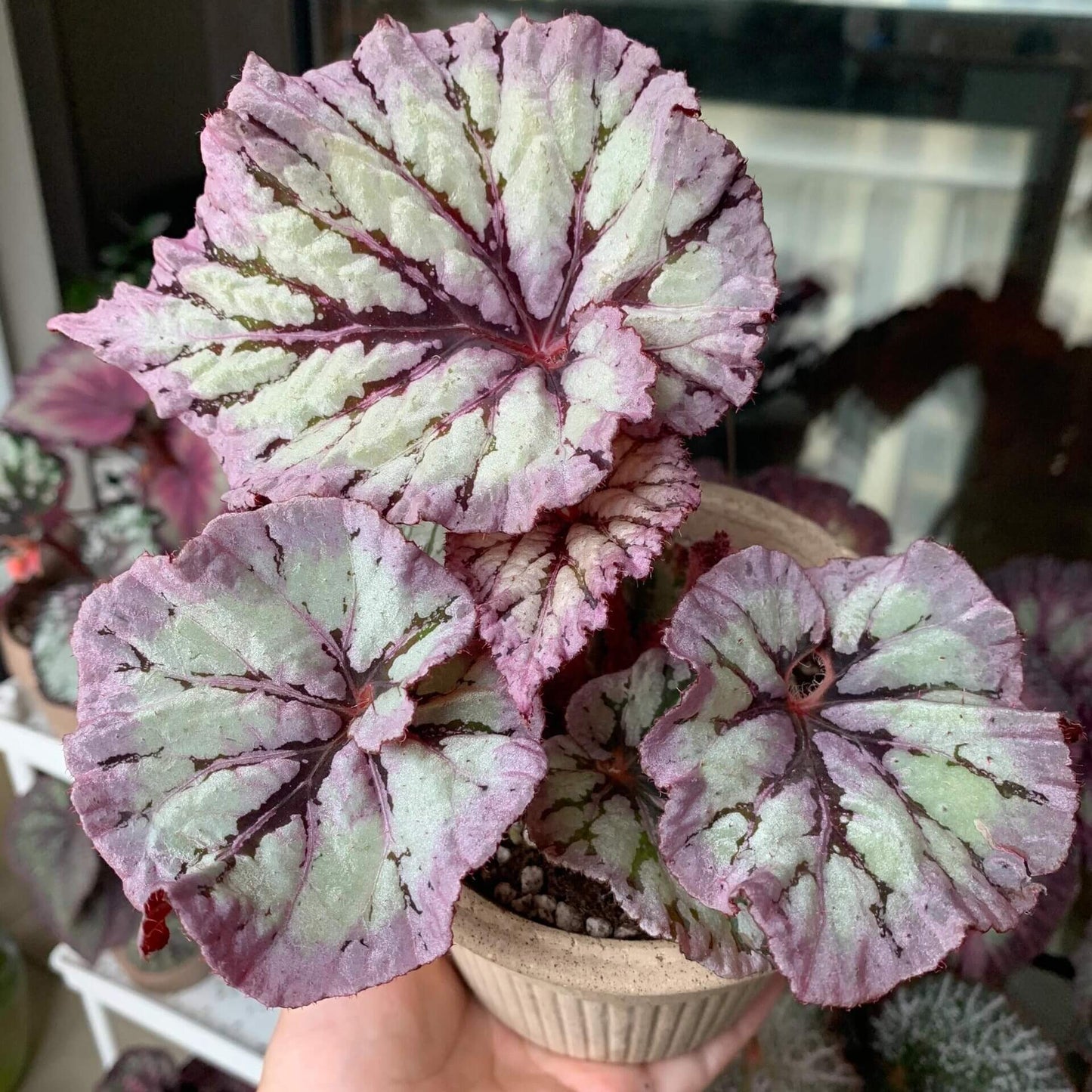 Begonia Yalta is a stunning hybrid begonia that captivates with its beautiful foliage and easy-care nature. Whether you're a beginner or an expert, this begonia is perfect for both seasoned collectors and those just starting their plant journey.
