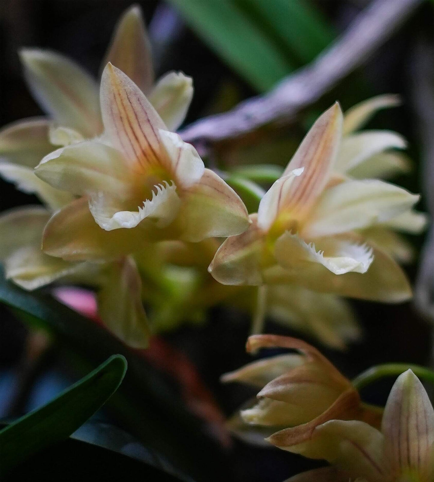 Dendrobium serratilabium is a graceful, medium‑sized epiphytic orchid native to the Philippines (particularly Luzon and Mindanao) . It grows on trees or rocks in lowland tropical forests and produces pendulous, club‑shaped, wrinkled stems up to about 1 m long, adorned with slender, deciduous leaves.