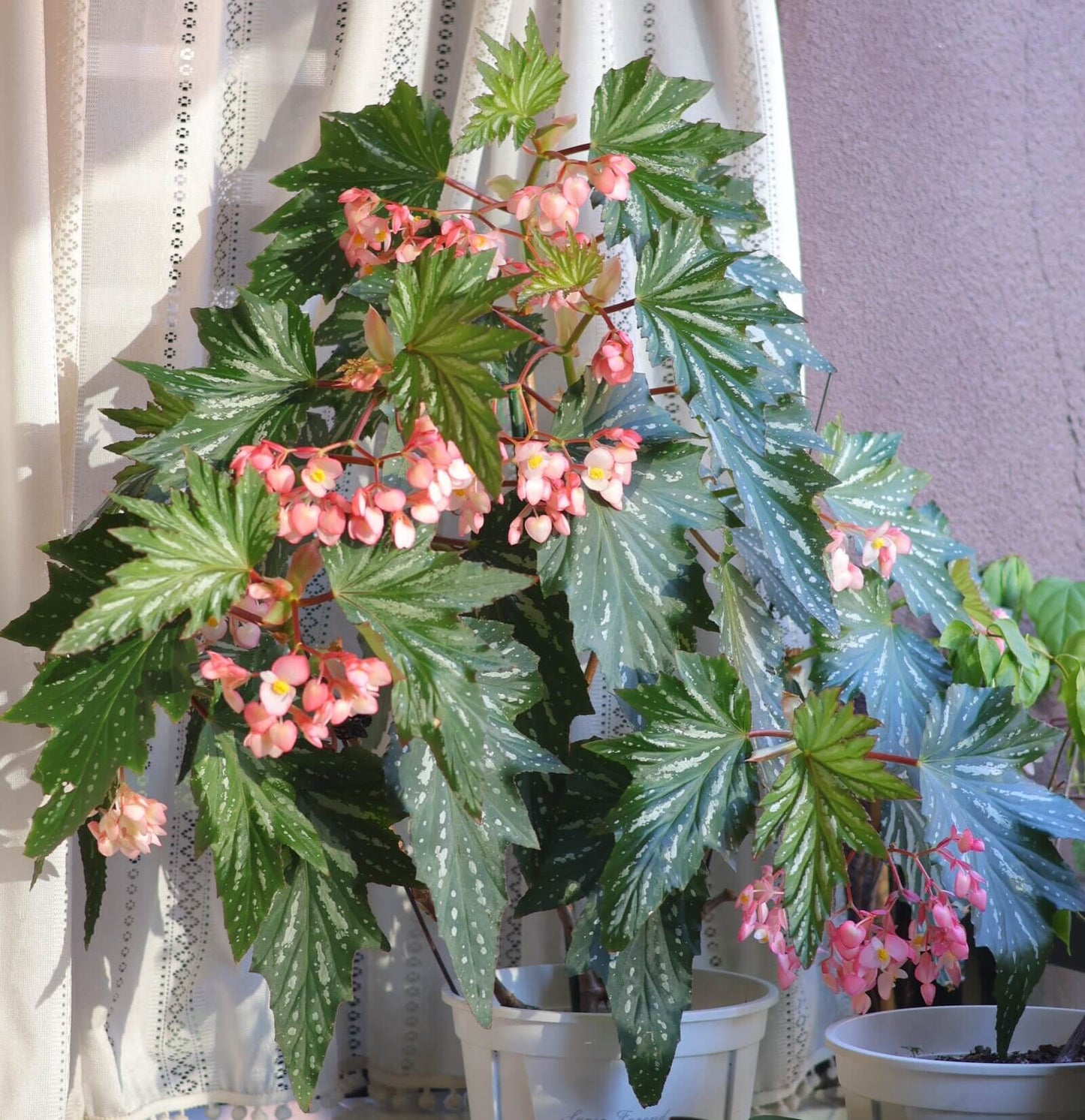 Begonia ‘Sophie Cecile’ (also known as ‘Sophia’ in some contexts) is a striking cane-stem or “angel wing” begonia cultivar first created by hybridizer Belva Nelson Kusler in 1961, via a cross between Begonia ‘Lenore Olivier’ and Begonia aconitifolia.