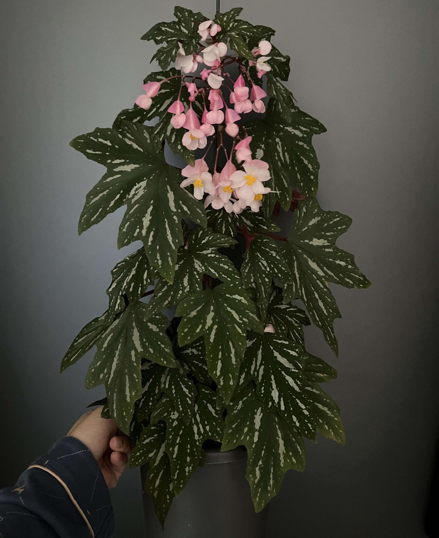 Begonia Diadema 'Pink Delight' is a captivating hybrid begonia known for its striking foliage and delicate pink flowers. This cultivar is a cross between Begonia diadema and Begonia odorata, combining the best traits of both species.
