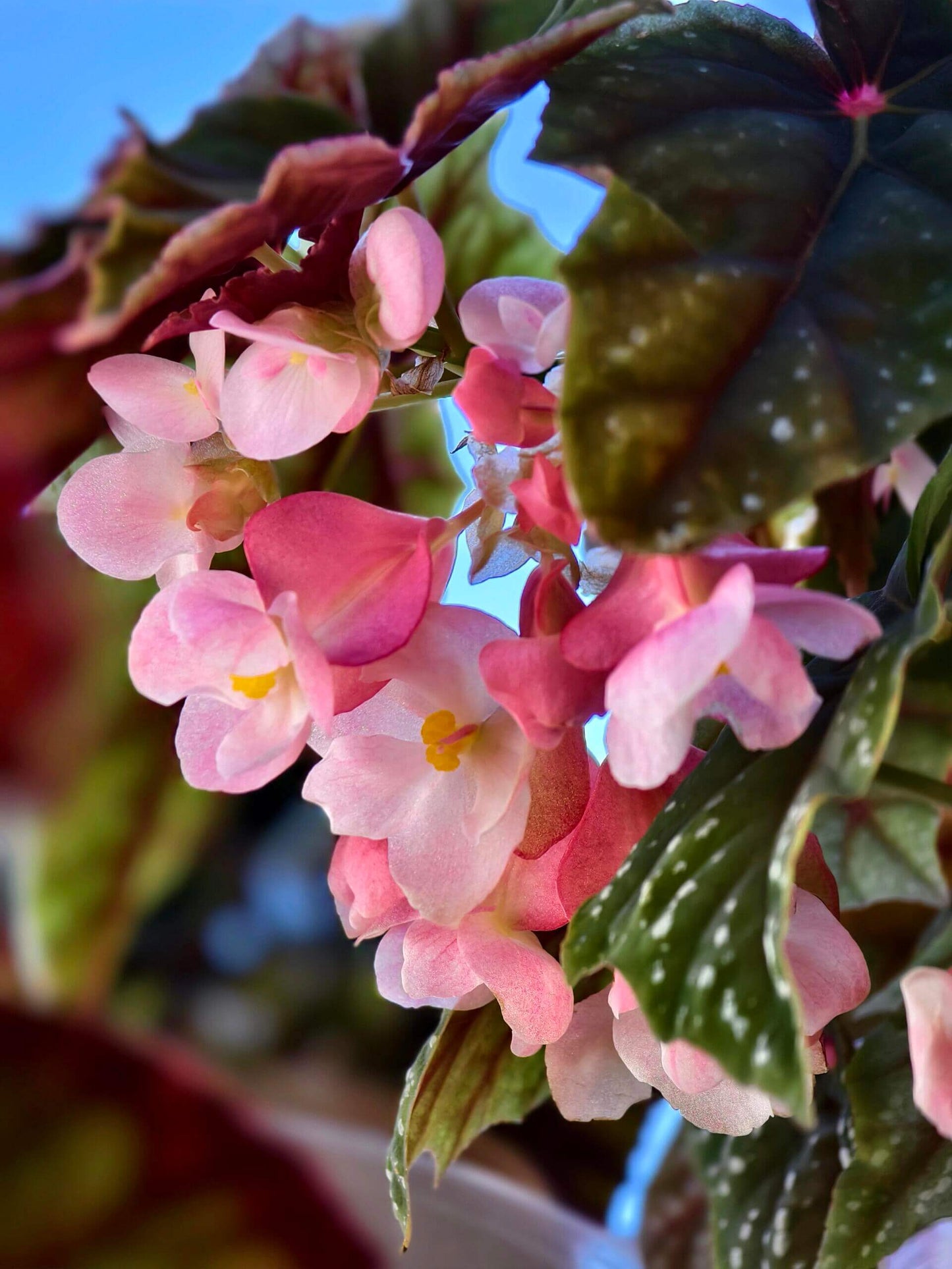 Begonia 'Lubbergei' is a charming hybrid begonia resulting from the cross between Begonia lubbersii and Begonia dregei. This cultivar is celebrated for its elegant foliage and manageable care requirements, making it a favorite among begonia enthusiasts.