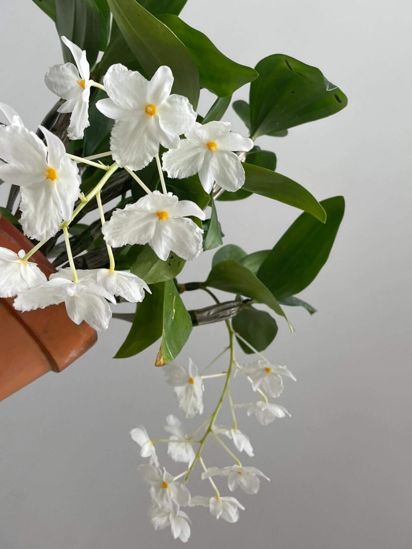 A strikingly rare pure‑white (album) form of Dendrobium farmeri, distinguished by its petaloid lip that mirrors the other petals—making this a highly unusual double mutation. The compact, vigorous plant blooms in spring on both new and old canes, sending out pendulous inflorescences up to 8″ long, covered in fragrant, daisy‑like white flowers (~2–2.5″ across) with yellow anther caps. Native to the eastern Himalayas and Southeast Asia (500–3,300 ft), it thrives in shaded, well‑ventilated conditions.
