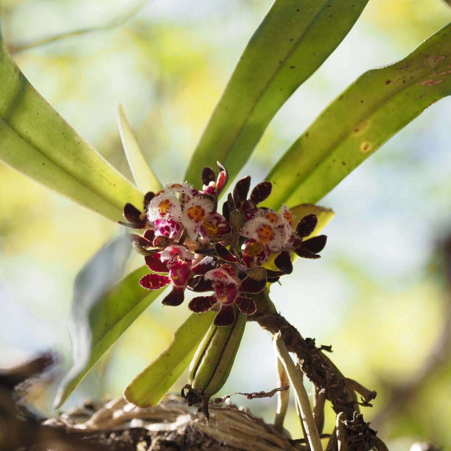 Gastrochilus bellinus (Rchb.f.) Kuntze is a warm-to-cool growing, monopodial epiphytic orchid native to Southeast Asia — including southern China, Myanmar, Thailand, Laos, and Vietnam. It grows in dense, mossy forests at elevations around 600-1700 meters above sea level.