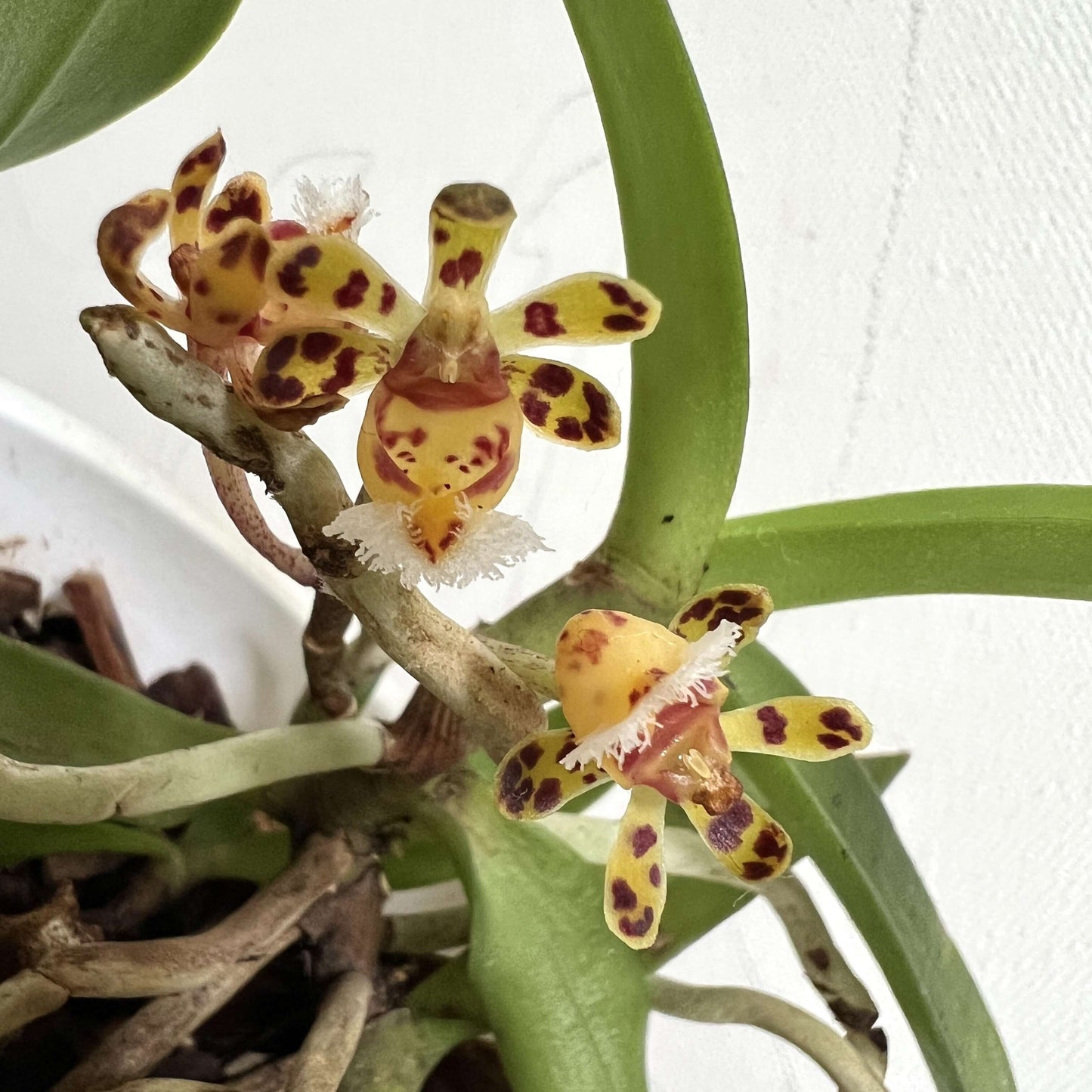 Gastrochilus bellinus (Rchb.f.) Kuntze is a warm-to-cool growing, monopodial epiphytic orchid native to Southeast Asia — including southern China, Myanmar, Thailand, Laos, and Vietnam. It grows in dense, mossy forests at elevations around 600-1700 meters above sea level.