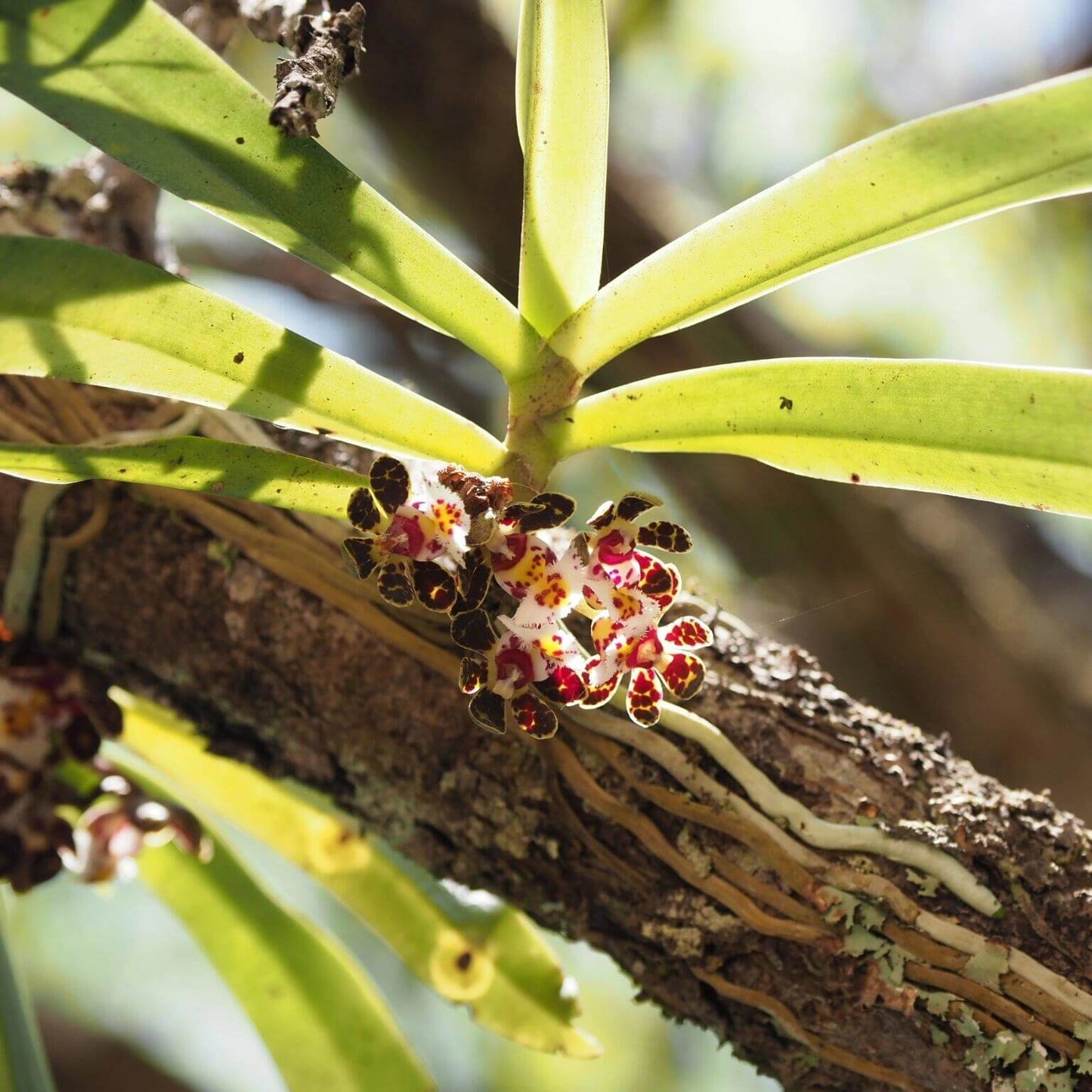 Gastrochilus bellinus (Rchb.f.) Kuntze is a warm-to-cool growing, monopodial epiphytic orchid native to Southeast Asia — including southern China, Myanmar, Thailand, Laos, and Vietnam. It grows in dense, mossy forests at elevations around 600-1700 meters above sea level.