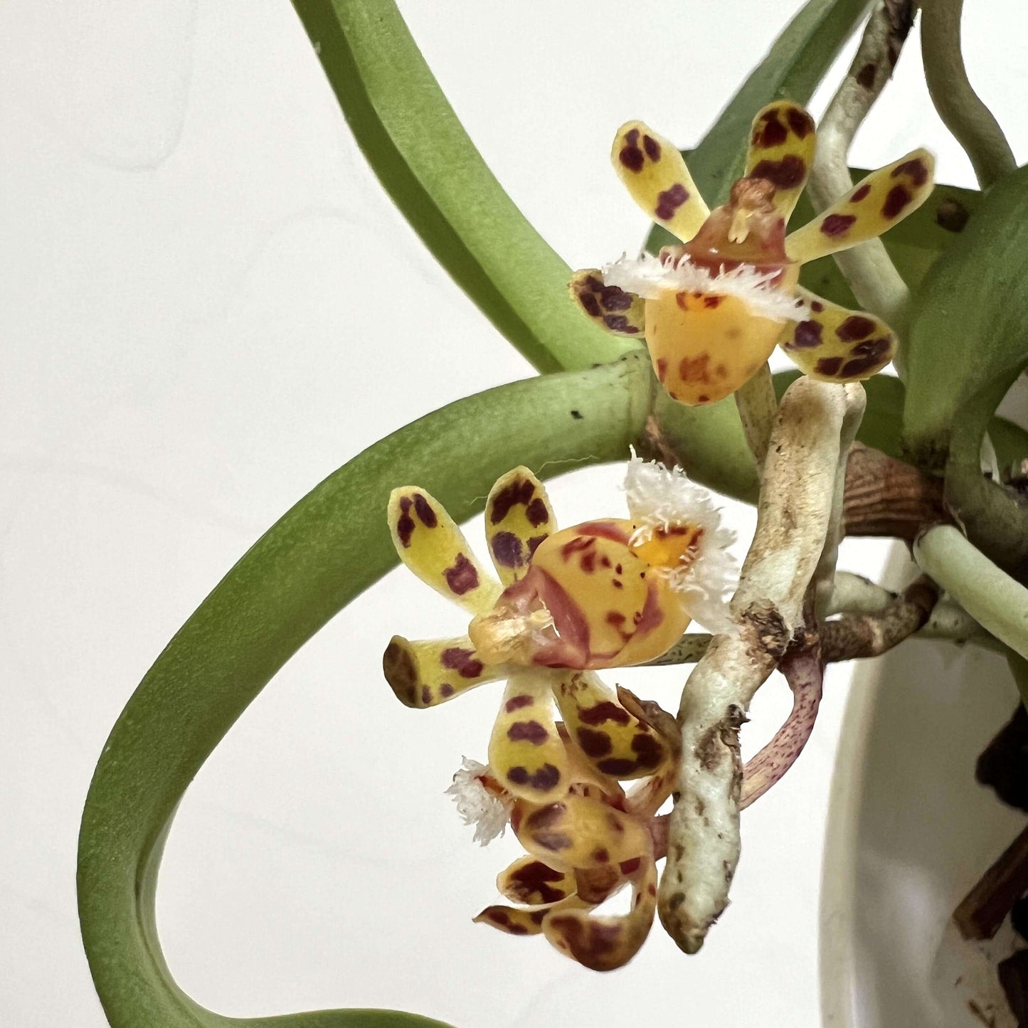 Gastrochilus bellinus (Rchb.f.) Kuntze is a warm-to-cool growing, monopodial epiphytic orchid native to Southeast Asia — including southern China, Myanmar, Thailand, Laos, and Vietnam. It grows in dense, mossy forests at elevations around 600-1700 meters above sea level.