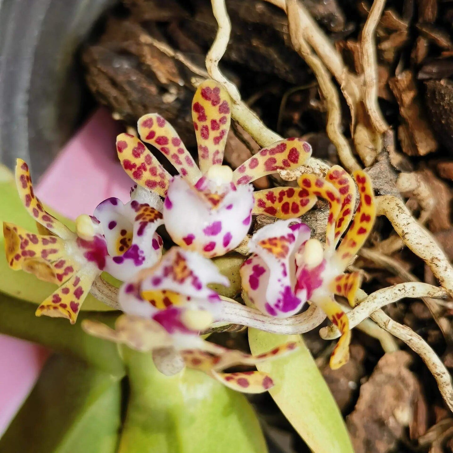 Gastrochilus calceolaris is a medium-sized epiphytic orchid species. It features a very short stem carrying distichous leaves (arranged in two vertical rows), with blades that are falcate (sickle-shaped) to narrowly oblong and having an apex that is unequally 2-lobed.The flowers are somewhat translucent cream or pale, marked with dark brown or purple-brown spots; the lip (labellum) often has a white epichile and a yellow hypochile with colored markings.