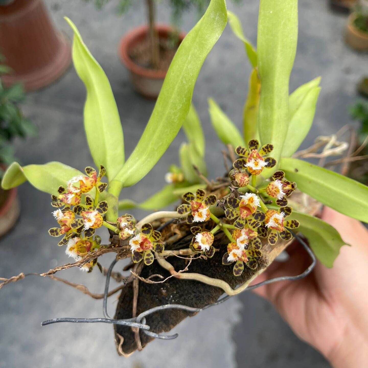 Gastrochilus calceolaris is a medium-sized epiphytic orchid species. It features a very short stem carrying distichous leaves (arranged in two vertical rows), with blades that are falcate (sickle-shaped) to narrowly oblong and having an apex that is unequally 2-lobed.The flowers are somewhat translucent cream or pale, marked with dark brown or purple-brown spots; the lip (labellum) often has a white epichile and a yellow hypochile with colored markings.