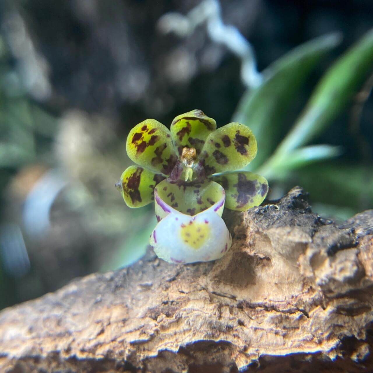 Gastrochilus distichus (Lindl.) Kuntze, commonly known as the “Distichous Gastrochilus,” is a small epiphytic orchid native to the Himalayas (India, Nepal, Bhutan, Assam, Sikkim), Tibet, and Yunnan, China. It typically grows at elevations of 1520–2700 meters in shady, moss-covered rainforests. The plant is pendant in habit, with thin, clustered stems sheathed in leaves, and its foliage is arranged in two ranks (“distichous”), well adapted to its cool, moist montane environment.