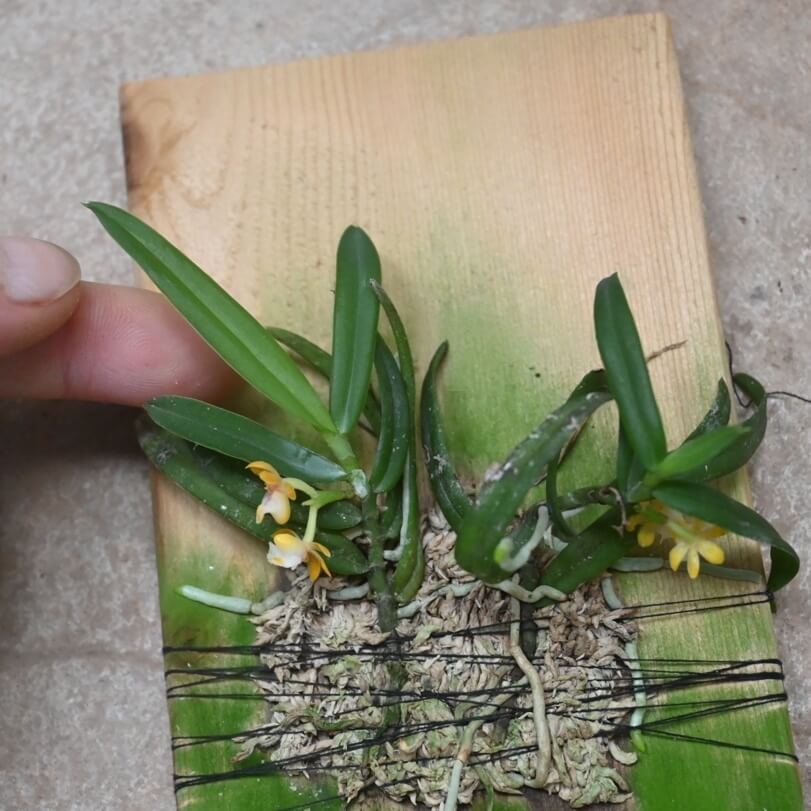 Gastrochilus fargesii is an epiphytic orchid species native to China. It grows on tree trunks in hillside forests at an elevation of around 2,300 meters.