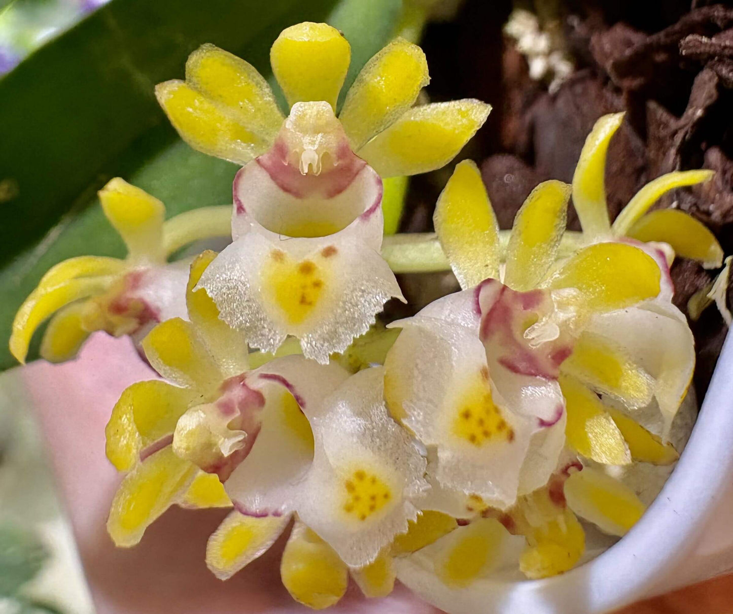 Gastrochilus japonicus (Makino) Schltr. is a miniature epiphytic orchid native to East Asia — Japan (including the Ryukyu Islands), Taiwan, Hong Kong, and Korea. It grows on tree trunks or branches of pines and broad-leaf trees in mountainous forest regions at elevations of about 200-2000 meters.