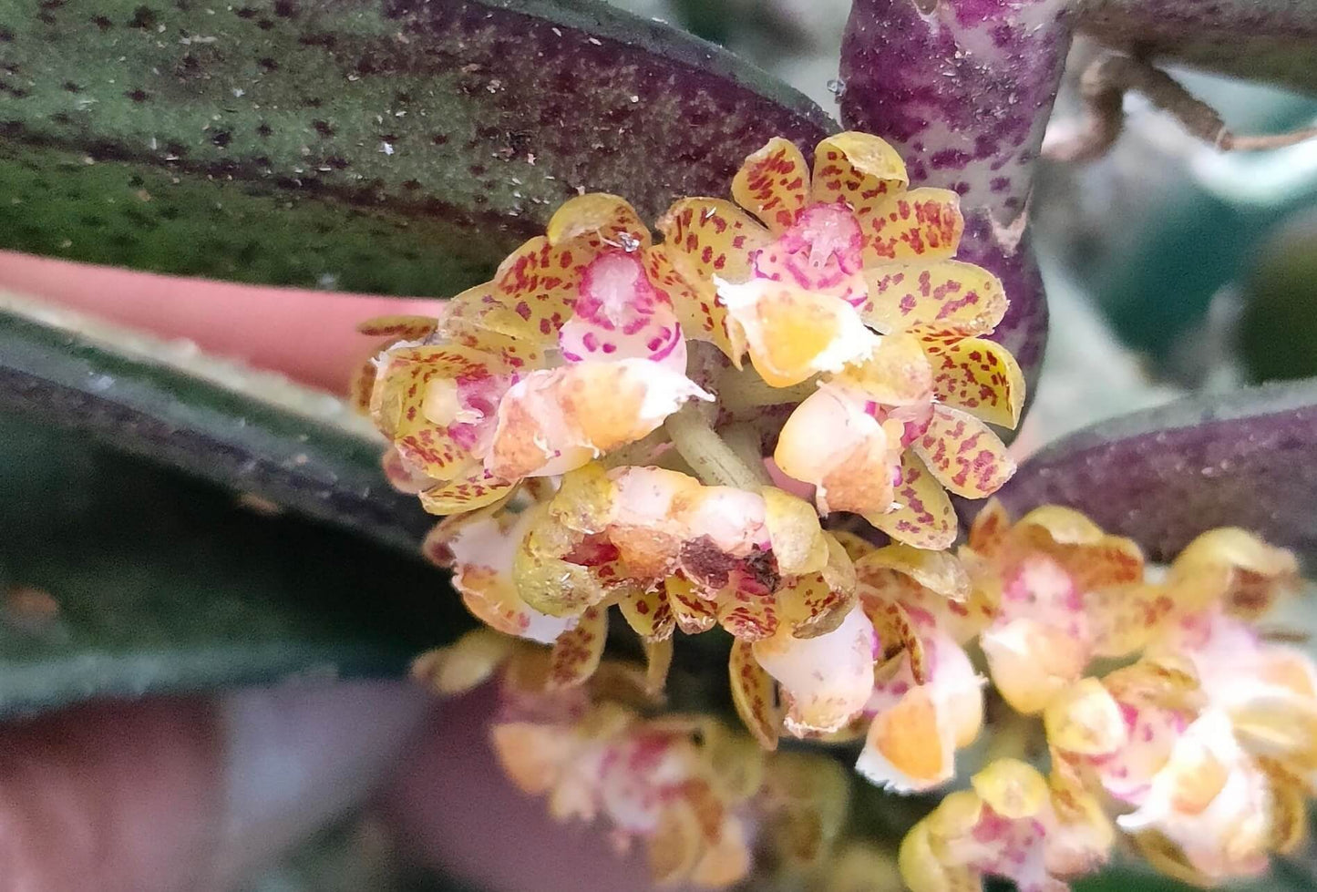 Gastrochilus minutiflorus Averyanov (1997) is a small epiphytic orchid, originally described from Cao Bang District, Vietnam, and later recorded in Yunnan and Guangxi, China. It typically grows on tree trunks in limestone forests of the dry evergreen type, at elevations of about 770–900 meters.
