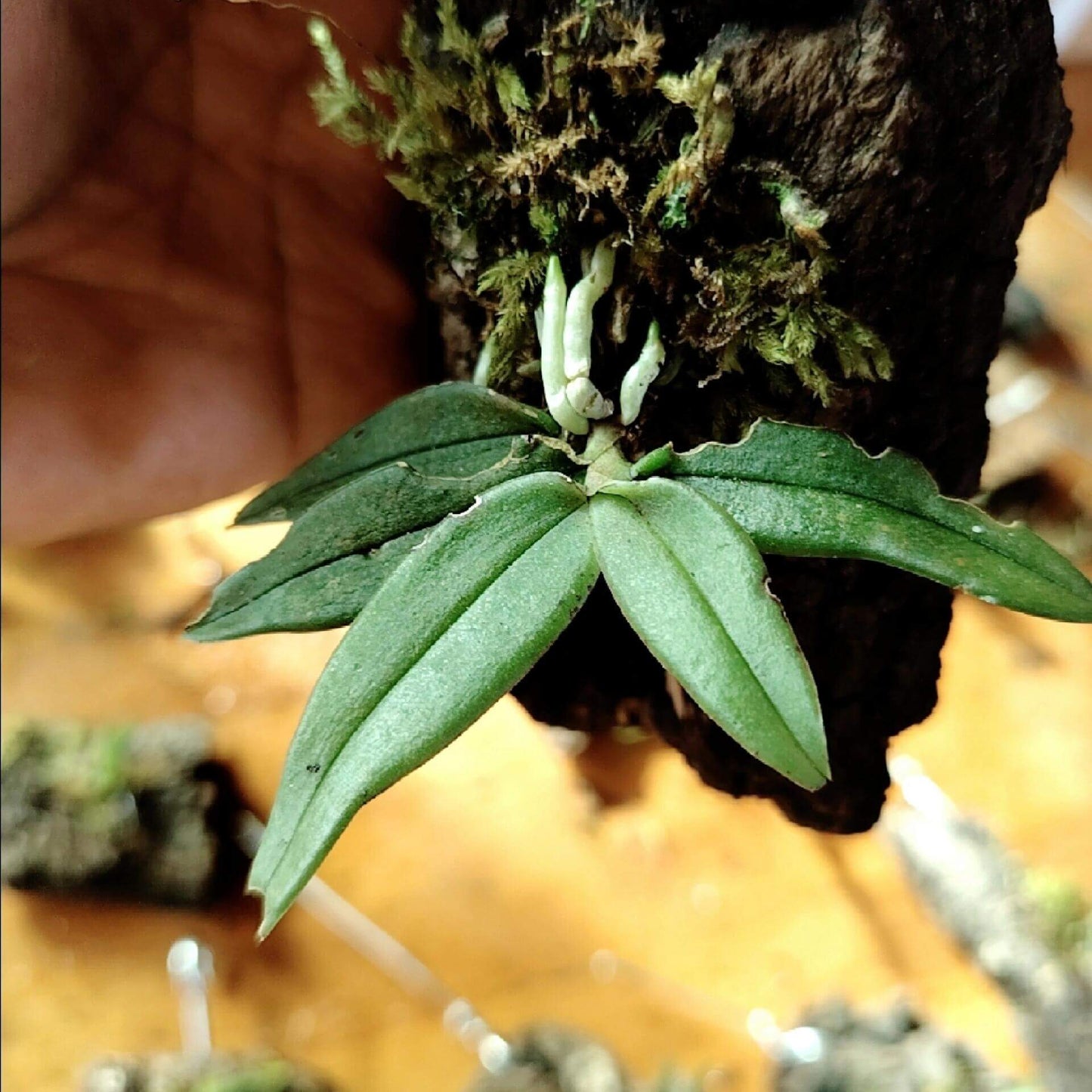 Gastrochilus platycalcaratus is a miniature epiphytic orchid native to southern Yunnan (China), Myanmar, and Thailand. It grows on tree trunks in dense forest at elevations around 700-800 meters.