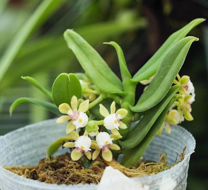 Gastrochilus yunnanensis (Schltr., 1919) is an epiphytic orchid native to southern China (Yunnan and parts of Tibet), northern Vietnam, northern Thailand, and Bangladesh. It grows on tree trunks in montane forests, often at elevations around 1200-2000 m. It’s a miniature plant with a short creeping stem, small distichous leaves, and flowers that appear in clusters (umbels), having colors of pale yellow-green with spots.