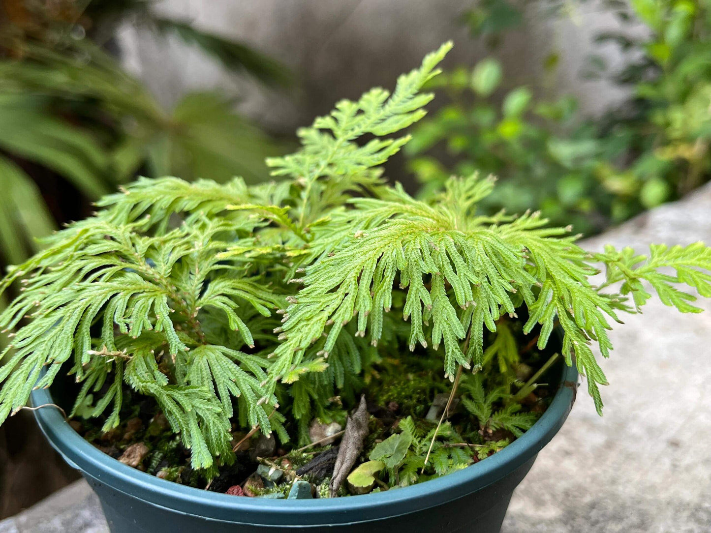 Selaginella moellendorffii, commonly known as the Gemmiferous Spikemoss, is a perennial groundcover native to subtropical regions of East Asia, including China, Taiwan, Vietnam, and the Philippines. This species is renowned for its fern-like appearance and the unique gemmae (tiny plantlets) produced on its fronds, which can root and form new plants, making it an excellent choice for terrariums and shaded garden areas.