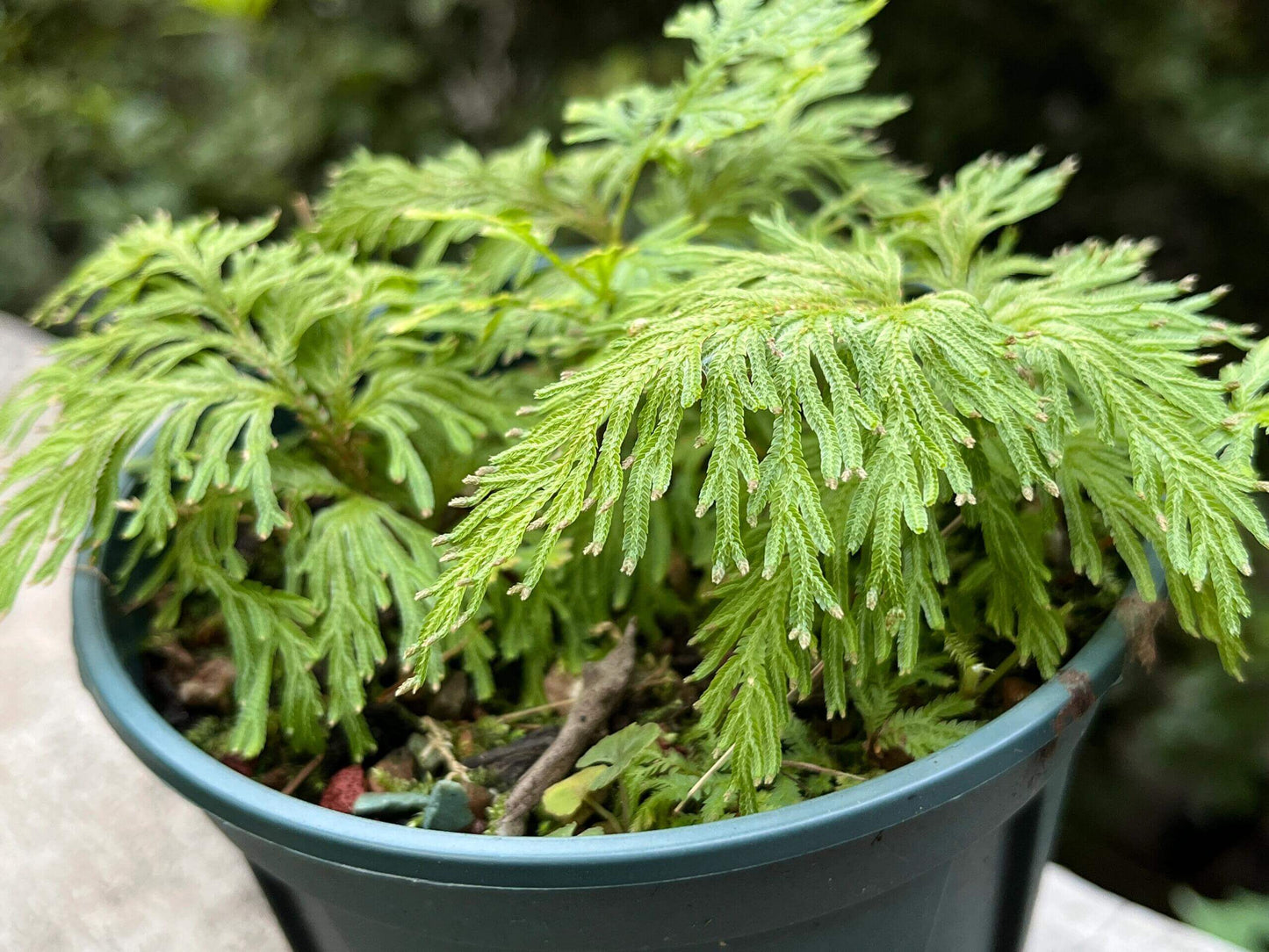 Selaginella moellendorffii, commonly known as the Gemmiferous Spikemoss, is a perennial groundcover native to subtropical regions of East Asia, including China, Taiwan, Vietnam, and the Philippines. This species is renowned for its fern-like appearance and the unique gemmae (tiny plantlets) produced on its fronds, which can root and form new plants, making it an excellent choice for terrariums and shaded garden areas.