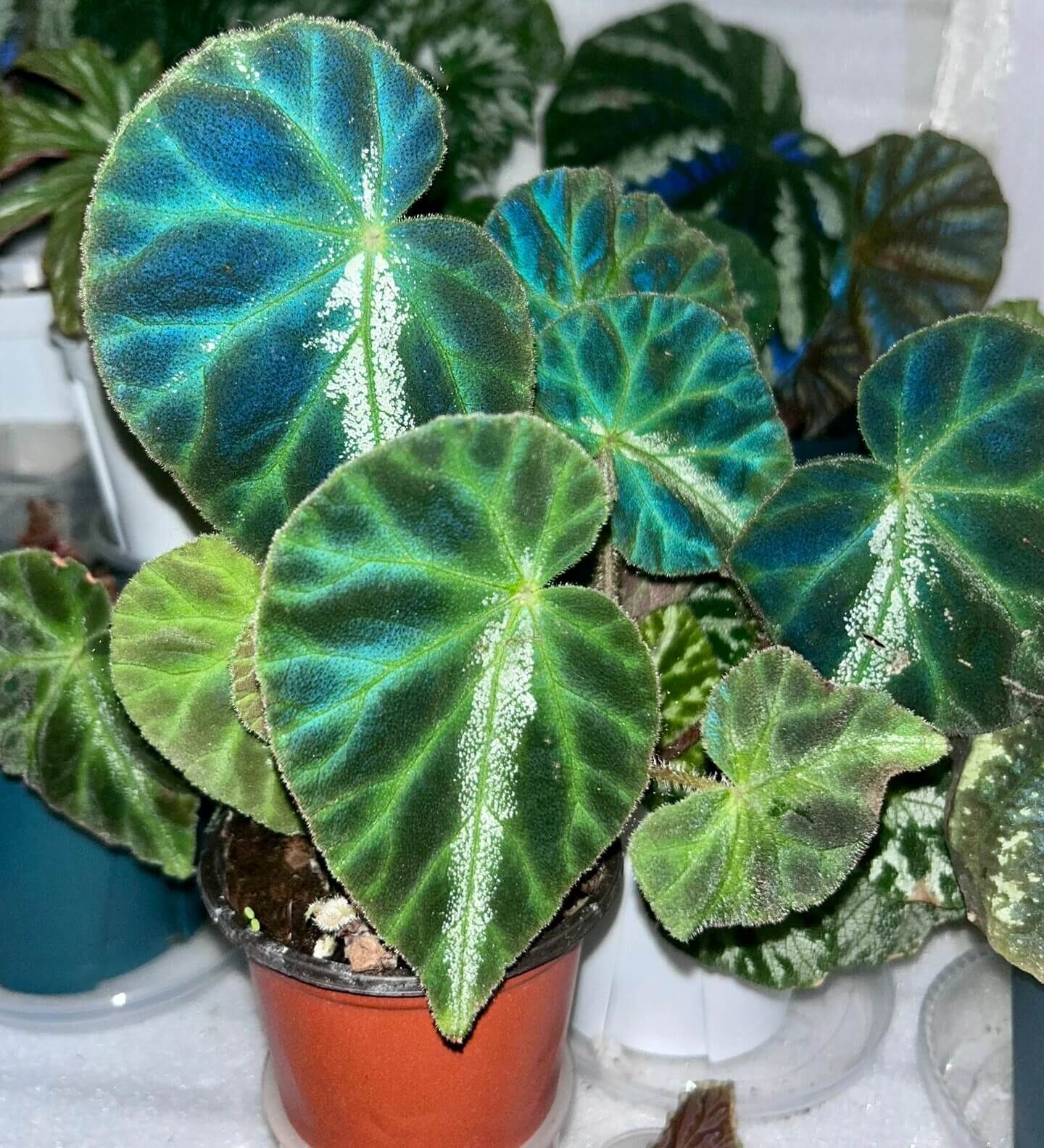 Begonia luochengensis is a stunning begonia species native to the Guangxi region of China. Its leaves are velvety and soft to the touch, with a texture that resembles the adorable ears of a small animal. These leaves are adorned with distinct veins and a plush fuzz, adding to their unique charm. The foliage features bold black patches, while a prominent white vein runs along the central axis from the leaf stalk to the tip, creating a striking contrast.