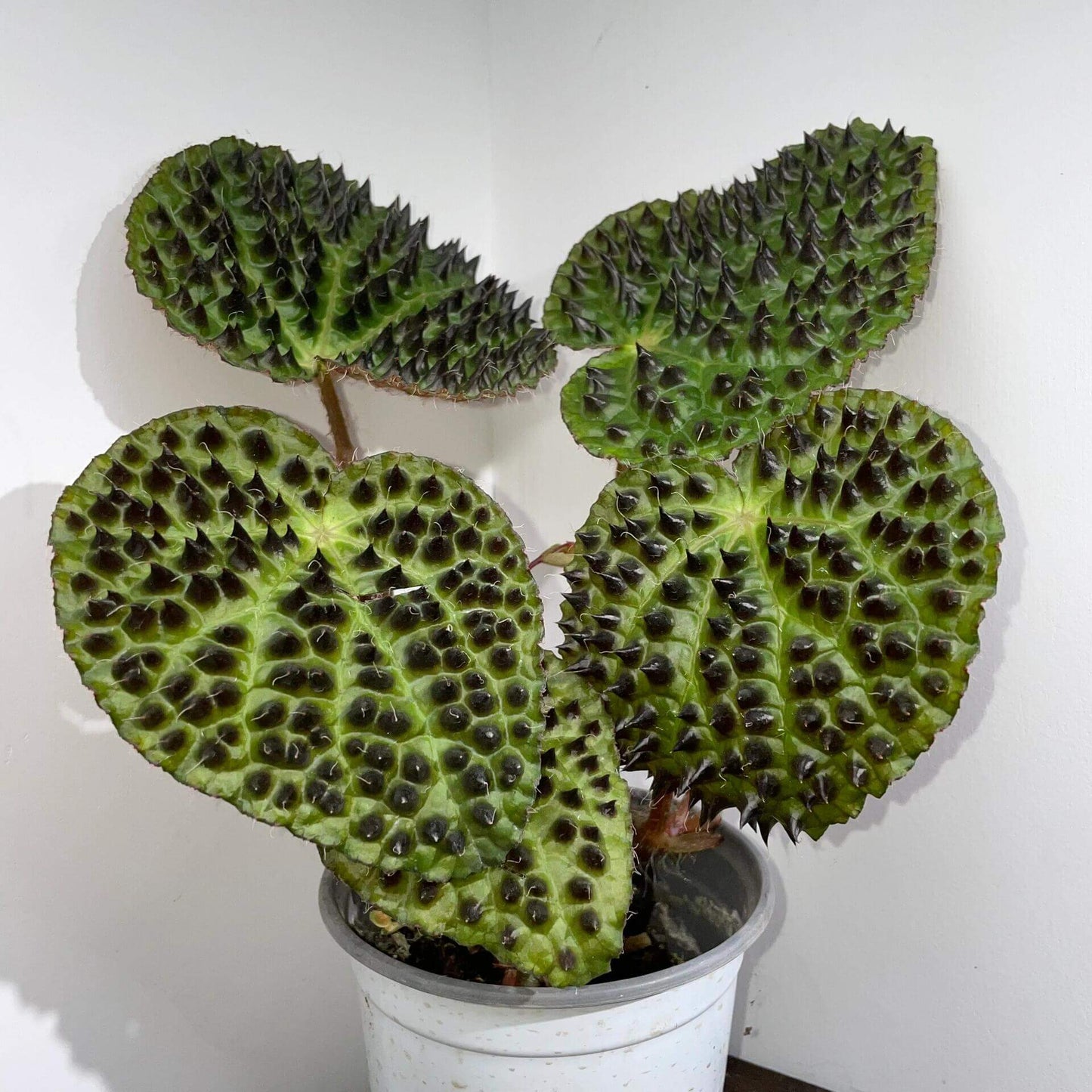 Begonia ferox, commonly known as the "Troll Begonia" or "Fierce Begonia," is a captivating species native to the limestone regions of Guangxi, China. It is renowned for its striking dark green leaves adorned with raised, blackish-brown conical structures called bullae, which give it a dramatic, spiky appearance. These bullae, though sharp in appearance, are actually soft to the touch.