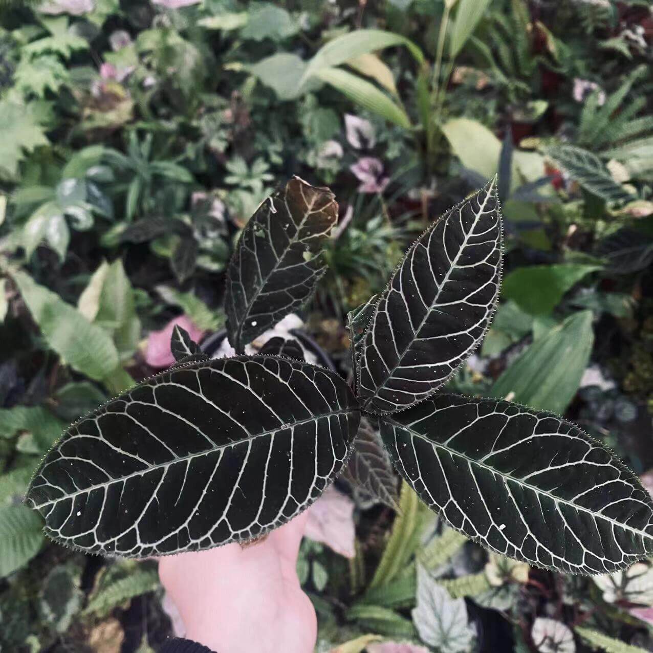 Ardisia gigantifolia, also known as the Giant Ardisia, is a rare and stunning plant native to Southeast Asia, particularly in regions such as southern China, Vietnam, Laos, and Thailand. This impressive species is part of the Primulaceae family and is admired for its large, leathery green leaves and unique growth characteristics. Its striking foliage and dense, bushy growth make it a captivating addition to any plant collection, ideal for both indoor spaces and tropical greenhouses.