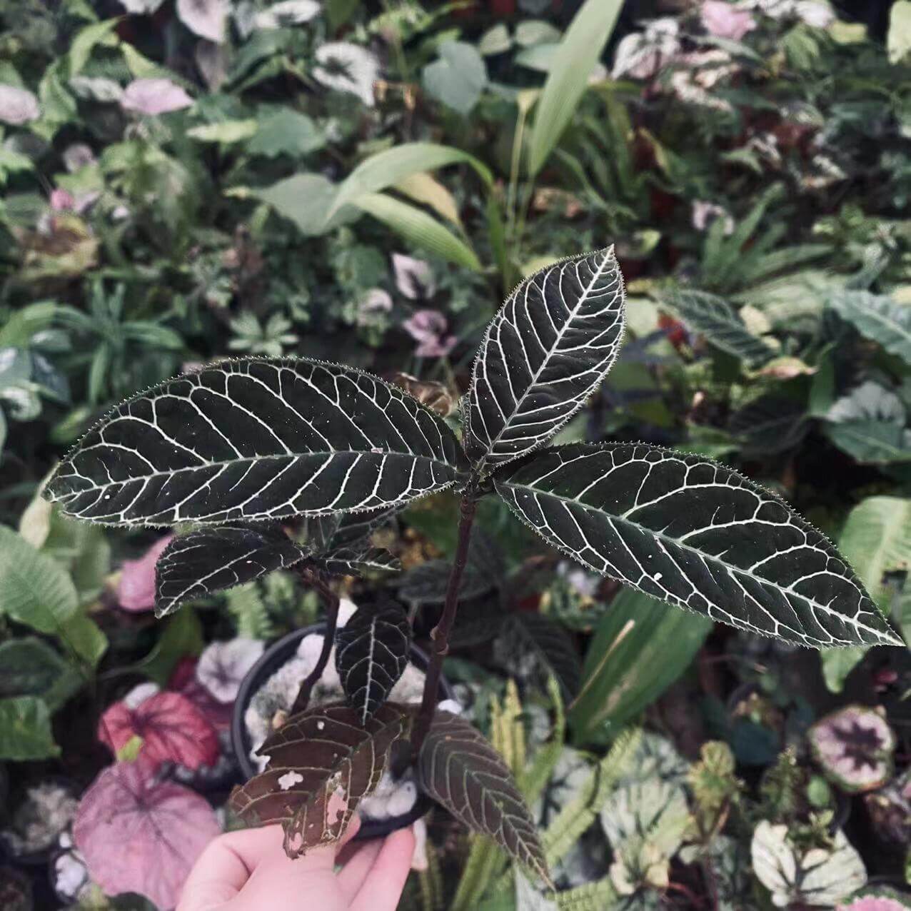 Ardisia gigantifolia, also known as the Giant Ardisia, is a rare and stunning plant native to Southeast Asia, particularly in regions such as southern China, Vietnam, Laos, and Thailand. This impressive species is part of the Primulaceae family and is admired for its large, leathery green leaves and unique growth characteristics. Its striking foliage and dense, bushy growth make it a captivating addition to any plant collection, ideal for both indoor spaces and tropical greenhouses.