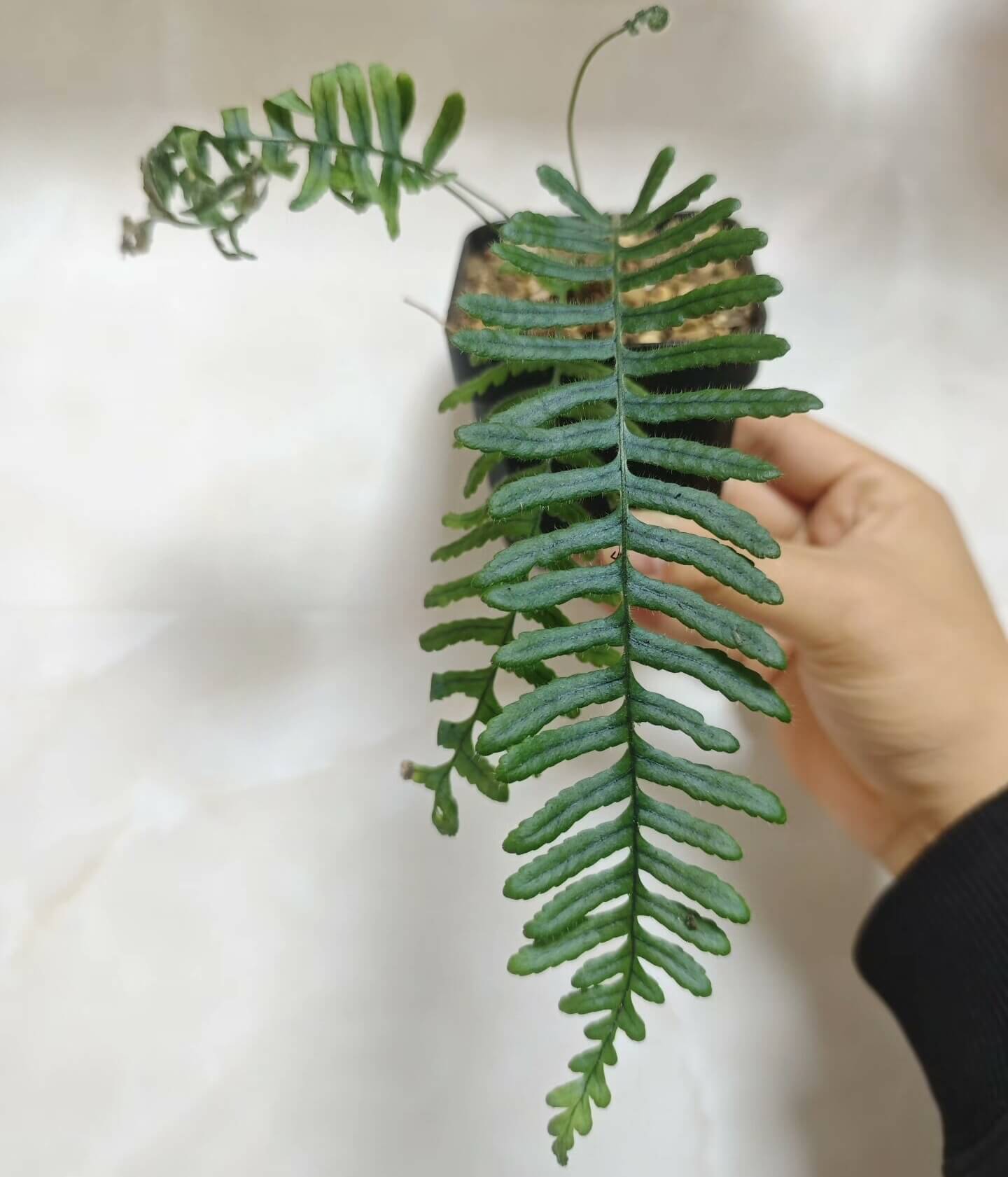 Goniophlebium bourretii is native to southeastern Yunnan and southern Guizhou in China, with its distribution extending into Vietnam. The species typically grows in shaded, moist forest environments and is often found as an epiphyte on trees or growing on rocks.