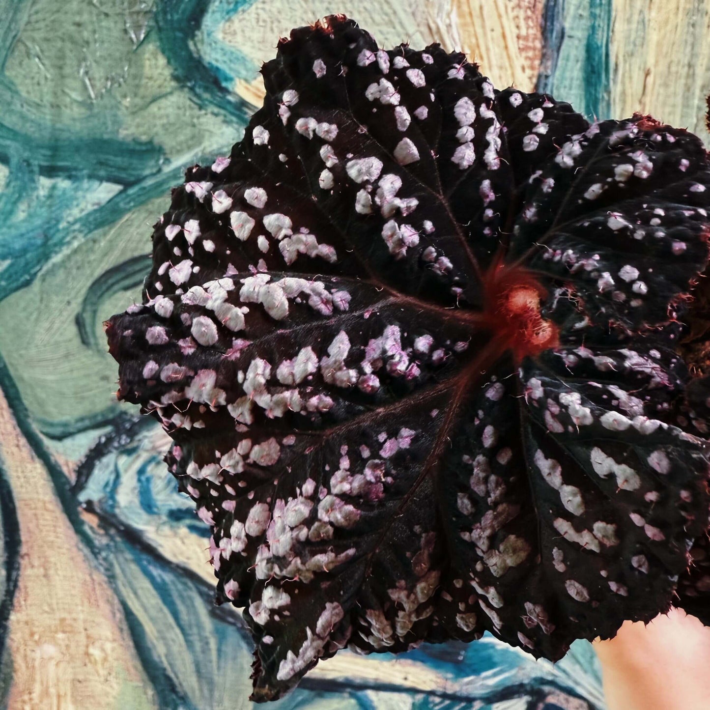 Begonia Be Happy is a stunning ornamental begonia, developed by the renowned Dimetris breeders. Known for its vibrant foliage and eye-catching patterns, this begonia brings a cheerful and lively touch to any indoor space.