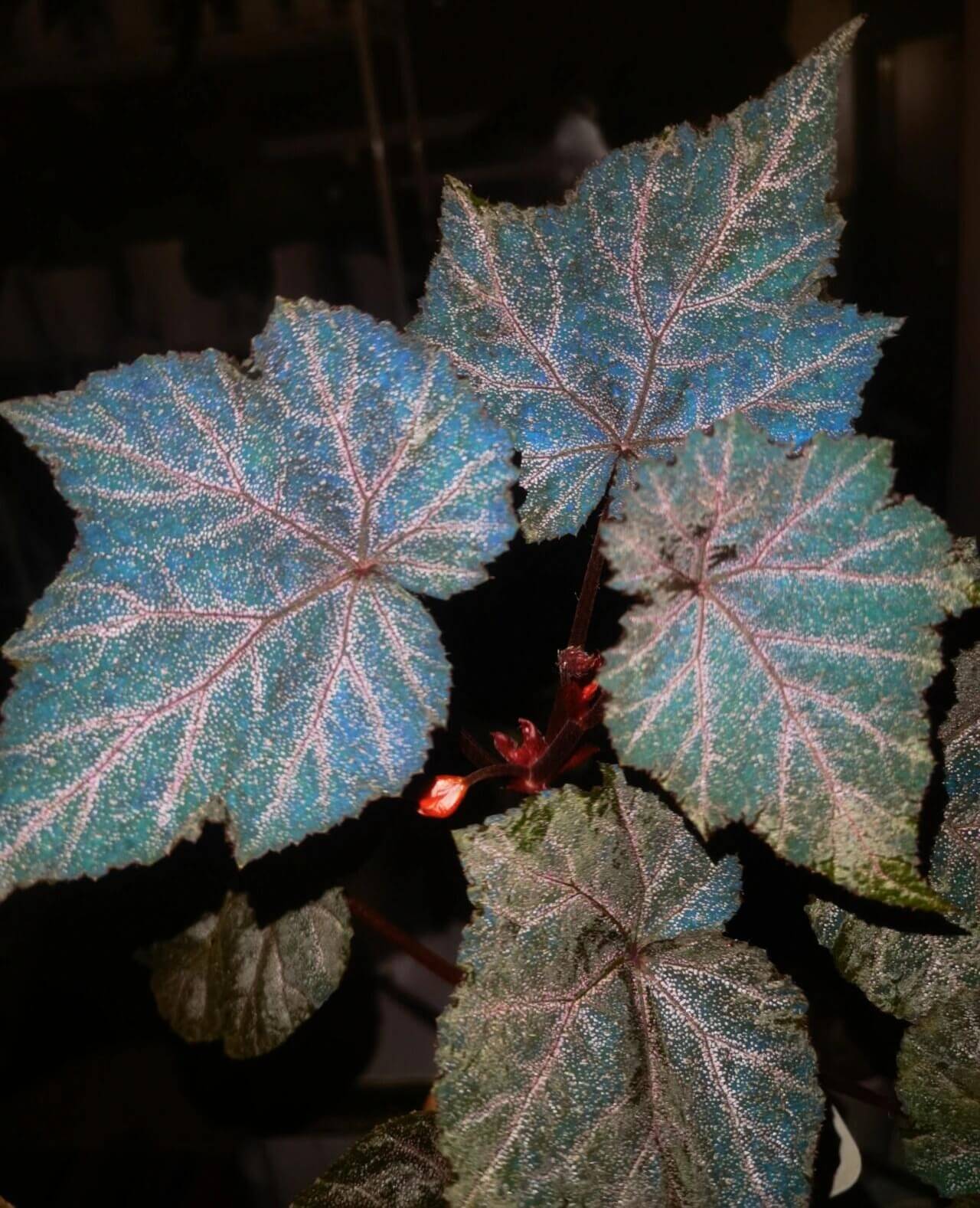 Begonia Robin is a striking plant with deep, dark-colored leaves, featuring vibrant purple-red veins. The leaves are sprinkled with star-like spots, giving it a unique appearance. Under low light conditions, the leaves will reflect a beautiful bluish hue, adding an extra layer of charm.