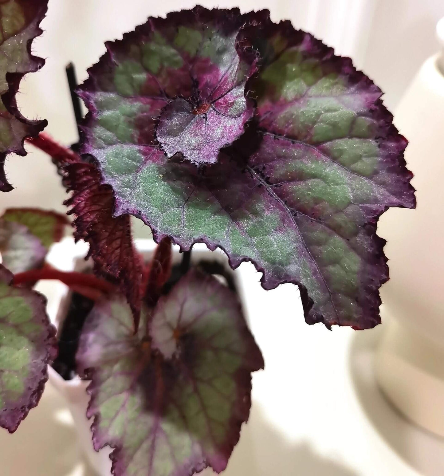 The Begonia Amor features stunning heart-shaped leaves in a vibrant silver-green hue, accented with deep red and pink patterns at the center. The edges are delicately outlined with a dark purple trim, enhancing the contrast and making this plant a striking addition to any collection. The surface of the leaves has a subtle texture, adding depth and beauty to the overall appearance.
