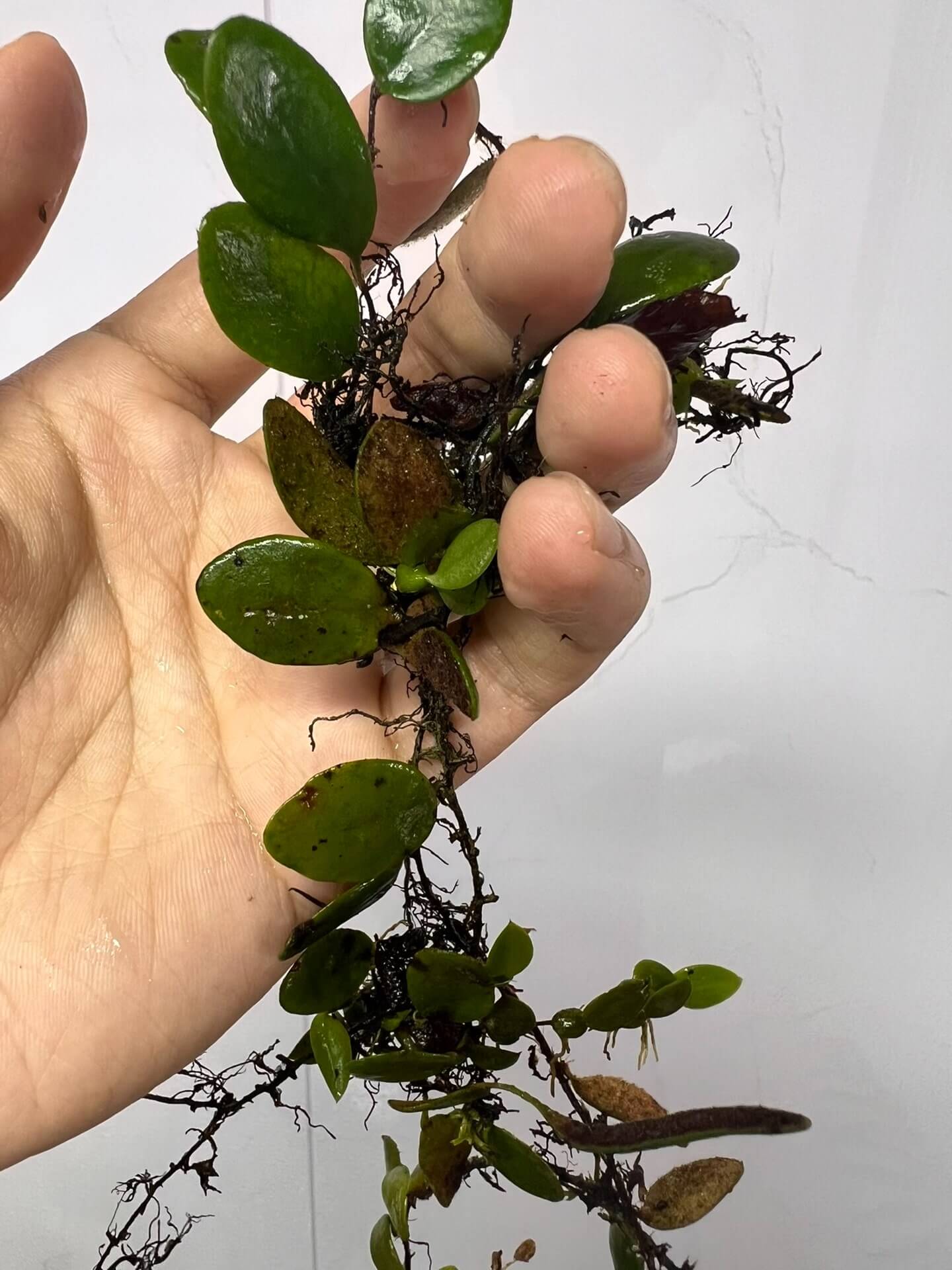 Lemmaphyllum microphyllum, also known as the Green Penny Fern, is a miniature epiphytic fern native to East and Southeast Asia, including regions of China, Japan, Korea, India, and the Philippines. This fern is characterized by its small, round, succulent-like leaves that resemble green coins, growing on wiry rhizomes.