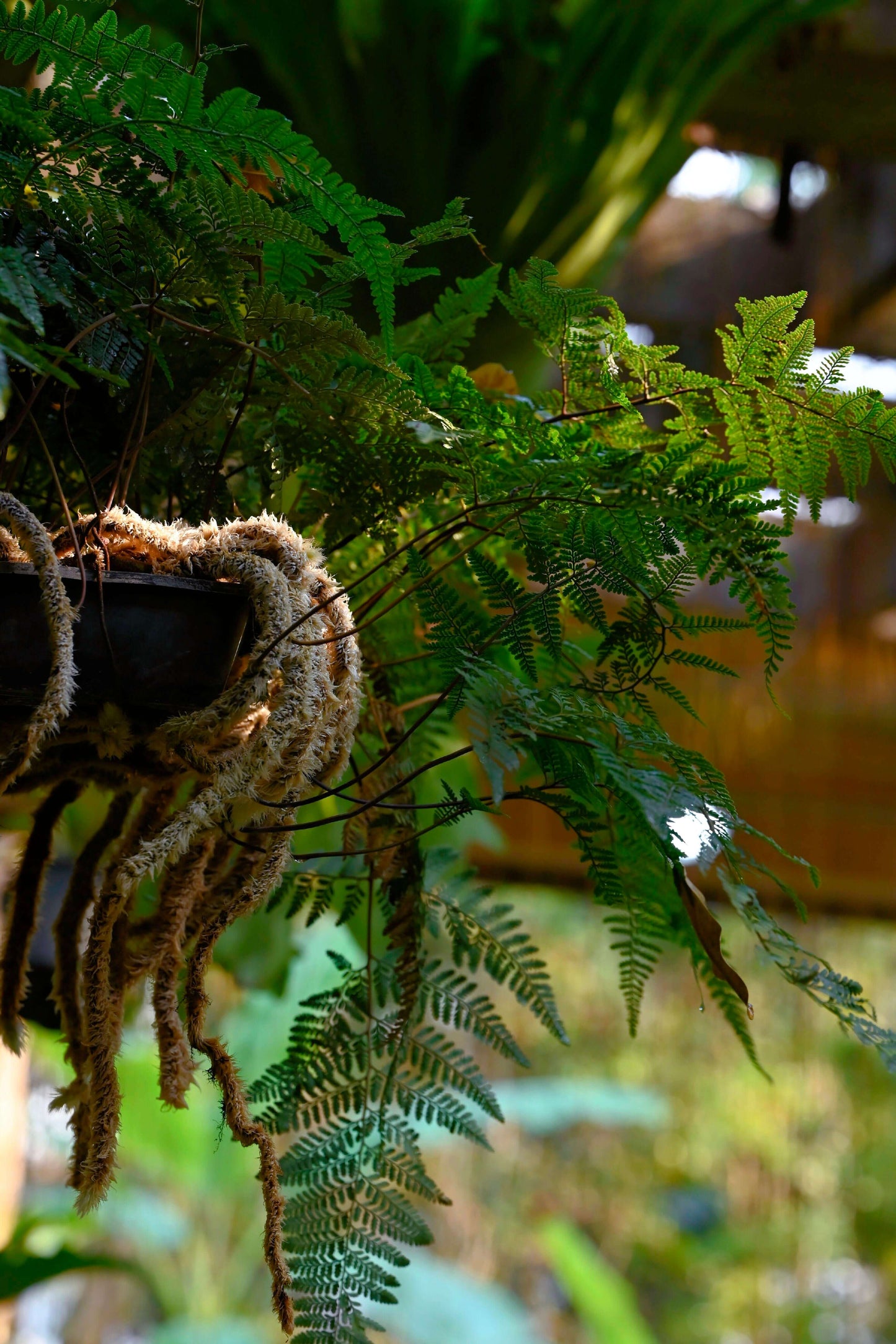 Davallia griffithiana, commonly known as Griffith’s Rabbit’s Foot Fern, is a charming epiphytic fern native to regions including India, China, Japan, Taiwan, Laos, and Vietnam. Belonging to the Davalliaceae family and the Davallia genus, this fern is renowned for its unique, furry rhizomes that resemble rabbit feet, giving it its common name.