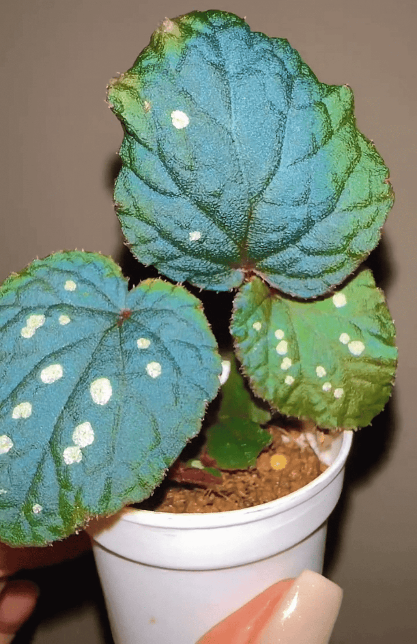 Begonia erectocarpa, also known as the Tuyen Quang begonia, is a rare and striking species native to Vietnam’s Tuyen Quang province. This begonia is renowned for its beautifully patterned leaves, which are dark green with prominent white spots. Under low-light conditions, the leaves transform into a soft blue hue, making it an even more captivating addition to your plant collection.
