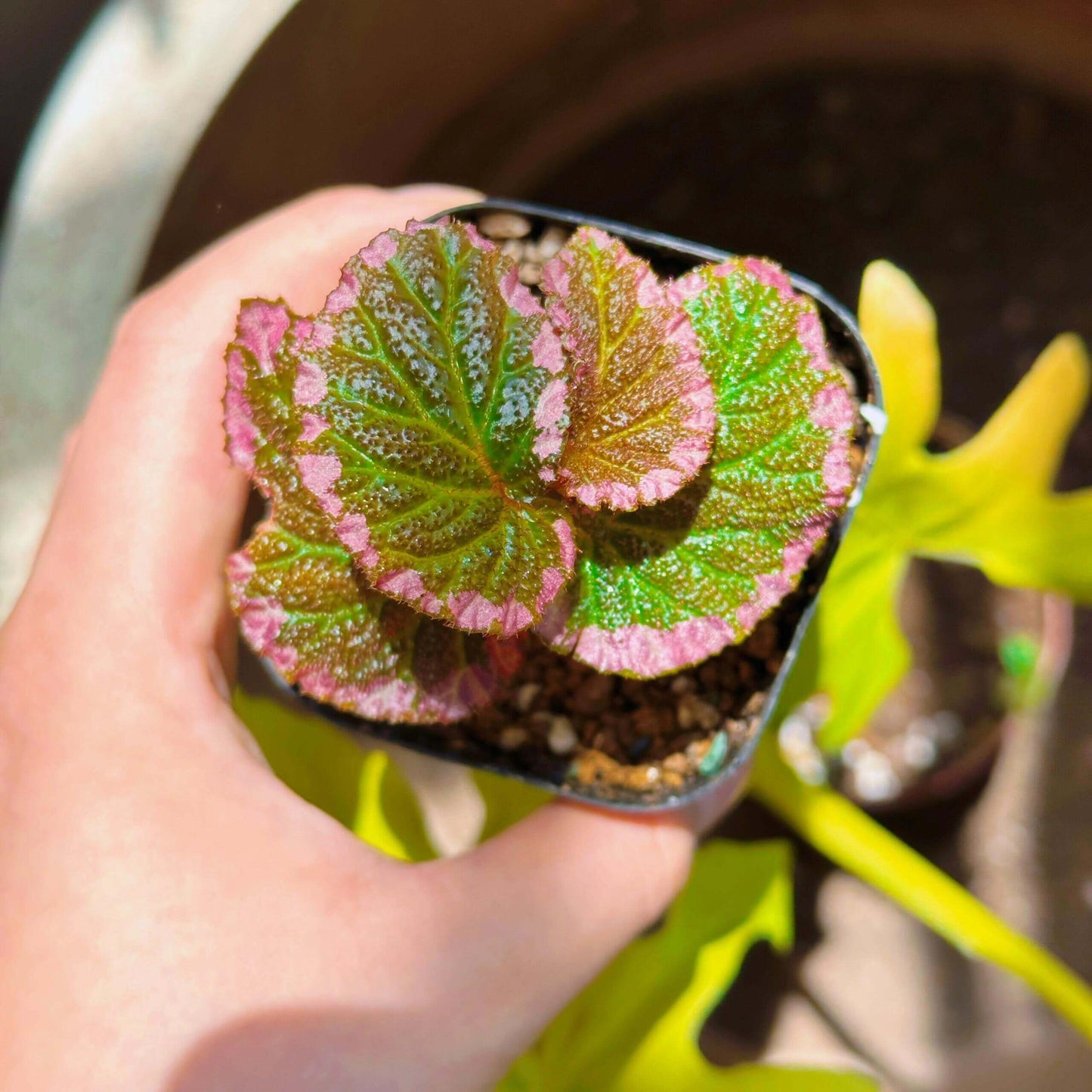 Begonia fulvovillosa is a unique and captivating Begonia species, native to New Guinea. Known for its distinctive foliage with vibrant pink edges, this plant adds a touch of elegance and beauty to any collection.