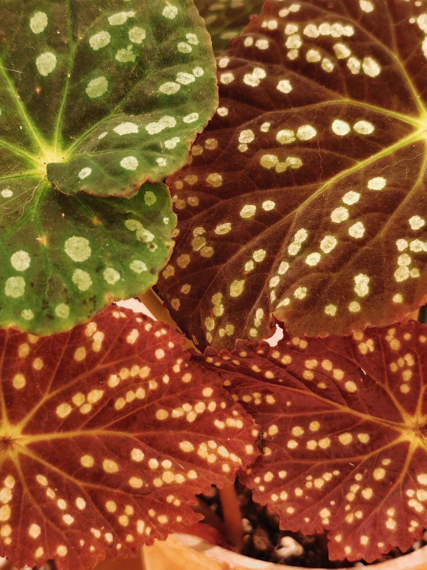 Begonia erythrofolia is a captivating and rare species native to the Wenshan region of Yunnan, China. Known for its striking leaf colors and texture, this begonia offers a dynamic visual experience, changing color based on environmental conditions. Its dramatic crimson undersides and elegant, ovate leaves make it a must-have for plant collectors and enthusiasts looking for something unique.