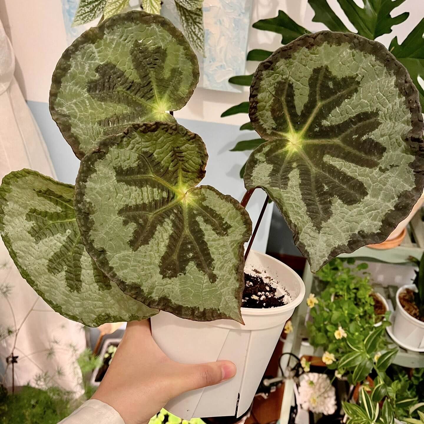 Begonia lanternaria is a stunning rhizomatous begonia native to the humid forests of Guangxi (China) and Vietnam. This begonia is prized for its large, asymmetrical leaves that are pale green with a nearly silver hue, accented by a bold dark vein running through them. The green, slightly hairy stems and small white to pale pink flowers further add to its charm. This plant thrives in its natural habitat on limestone rocks and requires specific care to replicate those conditions.