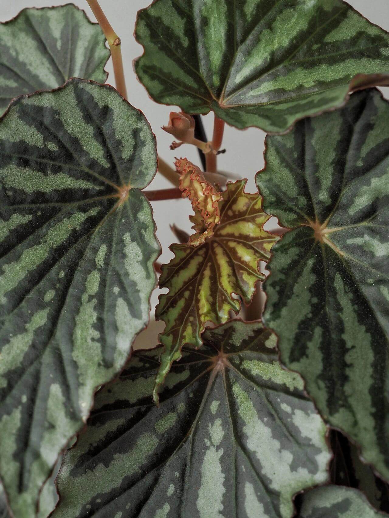 Begonia U682 was discovered in Irian Jaya, the Indonesian part of West New Guinea. It was initially considered an unidentified species and given the number U682, but is now believed to be a naturally occurring hybrid, as identified by botanist Wisnu Ardi.