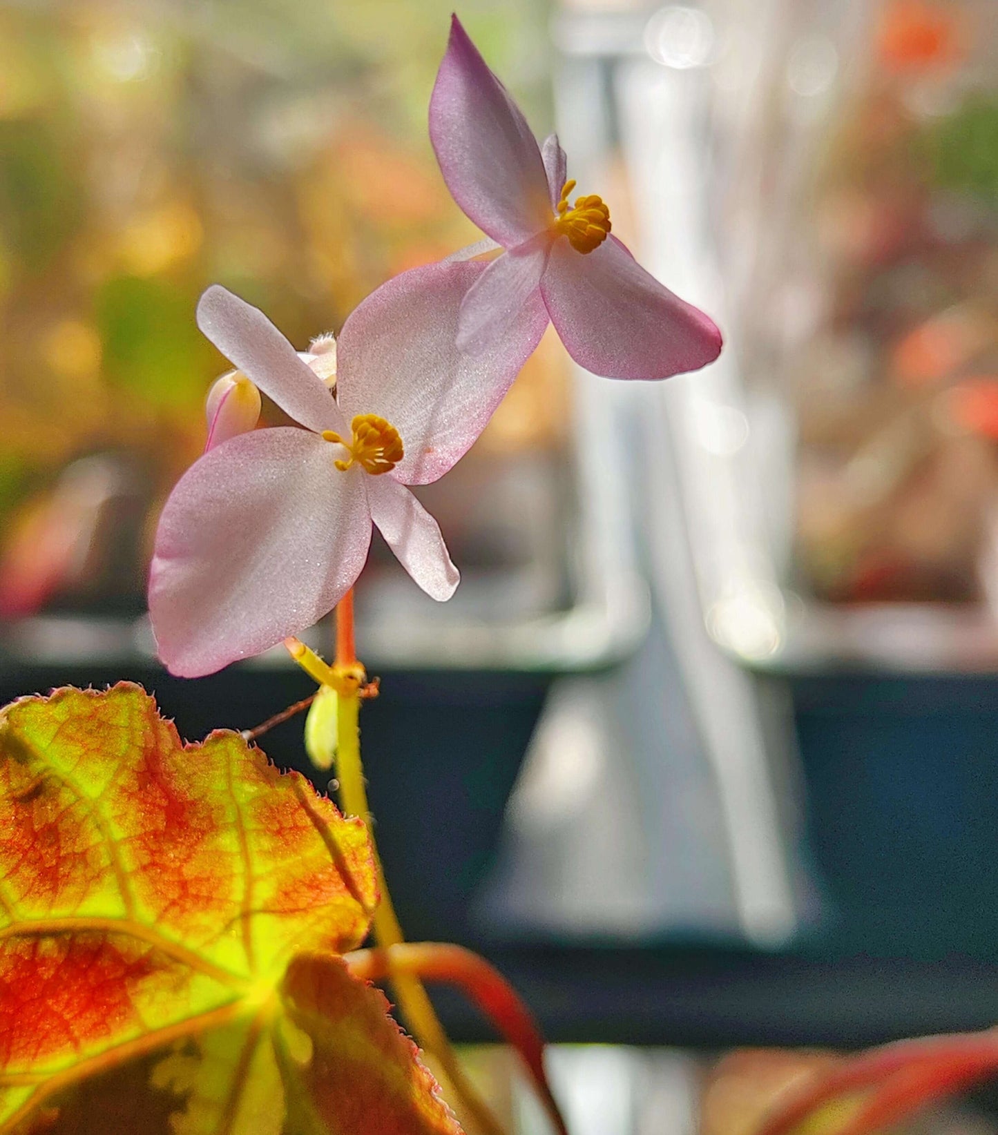 Comet Begonia (Begonia Species)Native to Guangxi, China, the Comet Begonia is a unique begonia variety known for its striking leaves covered in prominent white spots, resembling a comet streaking through the night sky. In low light conditions, the leaves may even take on a beautiful blue hue, adding to its captivating allure. The metallic sheen on its leaves gives it a dazzling effect under different lighting, making it a constantly changing beauty in your home.