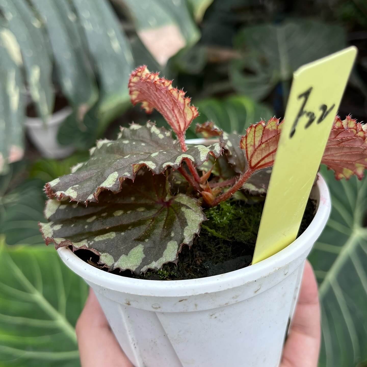 Begonia promethea, also known as Begonia beccarii, is a rare and stunning species native to the Bau District in Sarawak, Malaysia, and the Bengkayang Regency in West Kalimantan, Indonesia. Known for its unique foliage and growth habit, this begonia is a true gem for plant enthusiasts.
