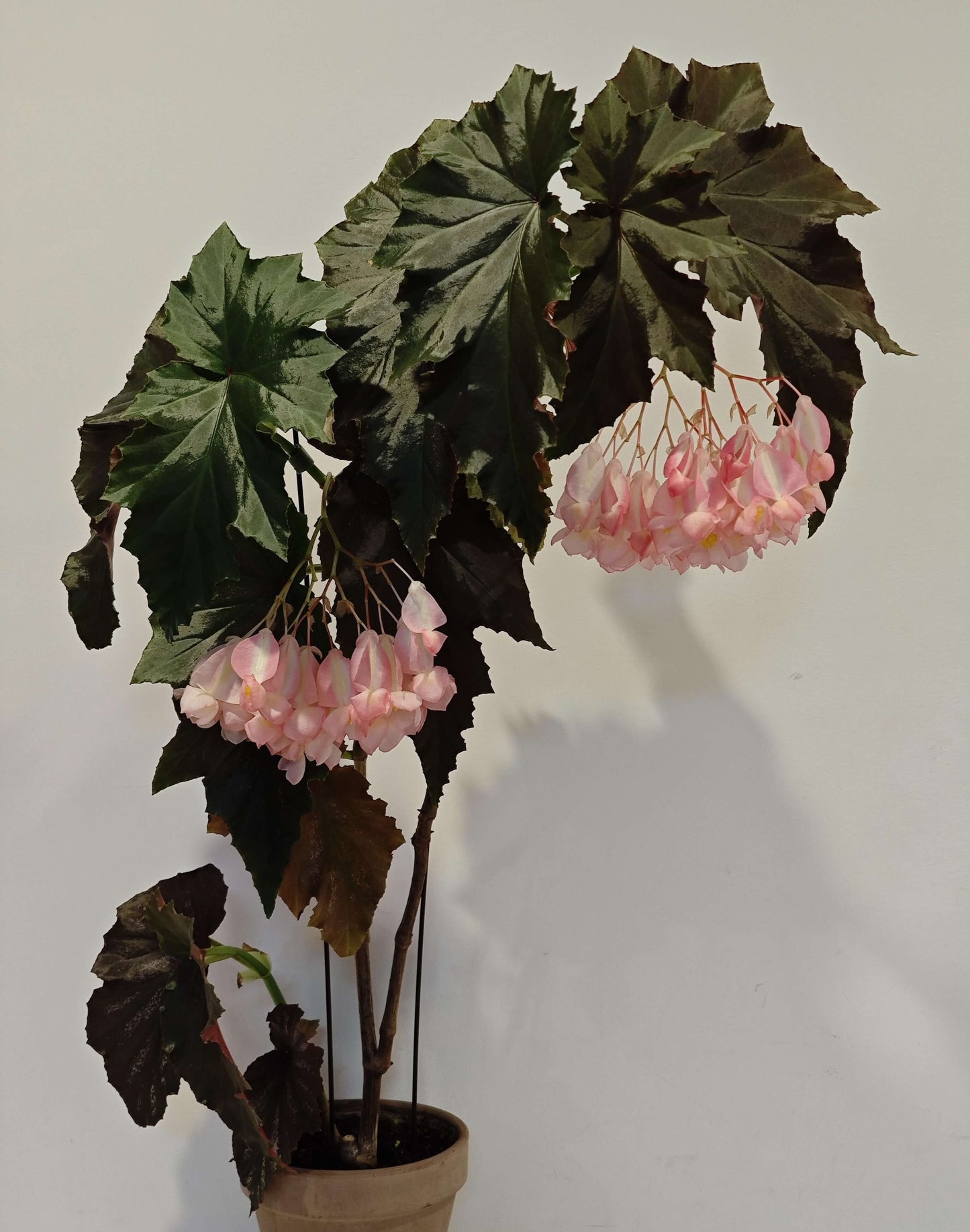 Begonia 'Irene Nuss' is a striking cane-type begonia cultivar known for its upright growth, large bronze-green leaves, and abundant clusters of pale pink, pendulous flowers. It was introduced in 1971 by Irene Nuss, a renowned hybridizer who significantly contributed to the development of the 'superba' cane group of begonias. This cultivar has earned the Royal Horticultural Society's Award of Garden Merit, recognizing its exceptional performance in gardens.