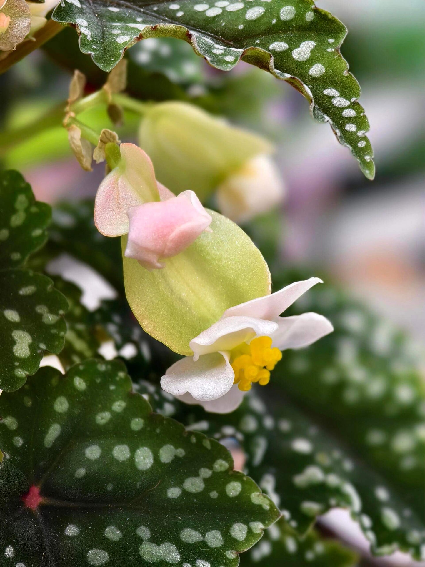 Begonia 'Izumo no Kiraboshi' is a hybrid begonia cultivar from Japan, characterized by dark green leaves dotted with white spots. The leaves are small and pointed, with slightly serrated, cut-like edges, and their undersides show a vibrant purple-red hue.