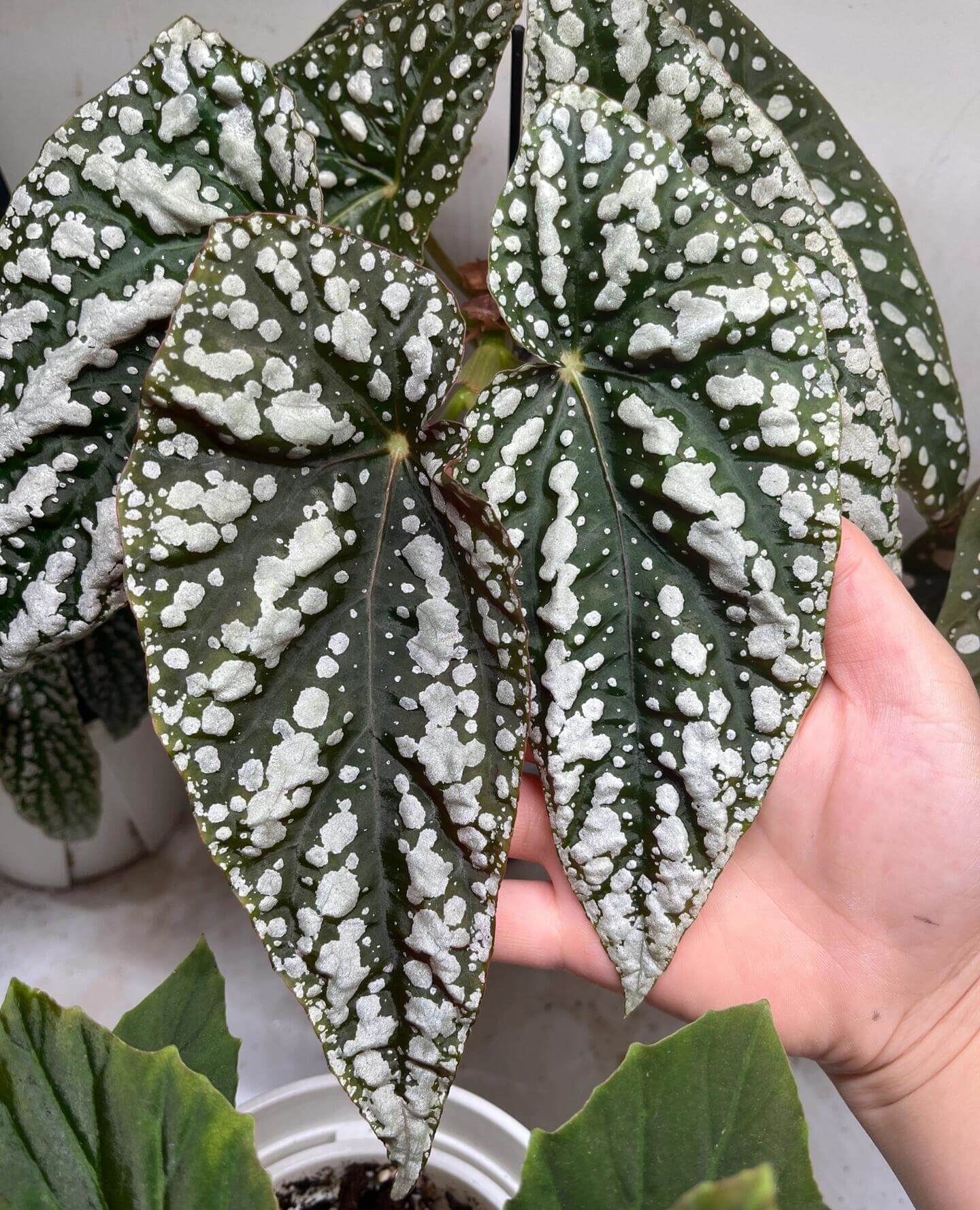 Begonia ‘Sierra Mountain King’ is a cane-like hybrid between Begonia maculata and Begonia lubbersii, forming a vigorous, upright bush. Its elongated angel-wing leaves are dark green with prominent silvery spots and reddish undersides.