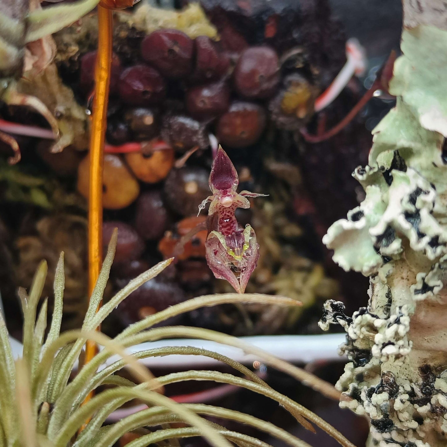 Bulbophyllum ayuthayense is a captivating micro-miniature epiphytic orchid species native to Thailand and Laos. Identified by J.J. Vermeulen, Schuit., and de Vogel in 2014, it thrives at elevations between 600 and 900 meters. Due to its small size and specific environmental needs, it is well-suited for cultivation in terrariums, where its delicate care requirements such as temperature and humidity can be effectively managed.