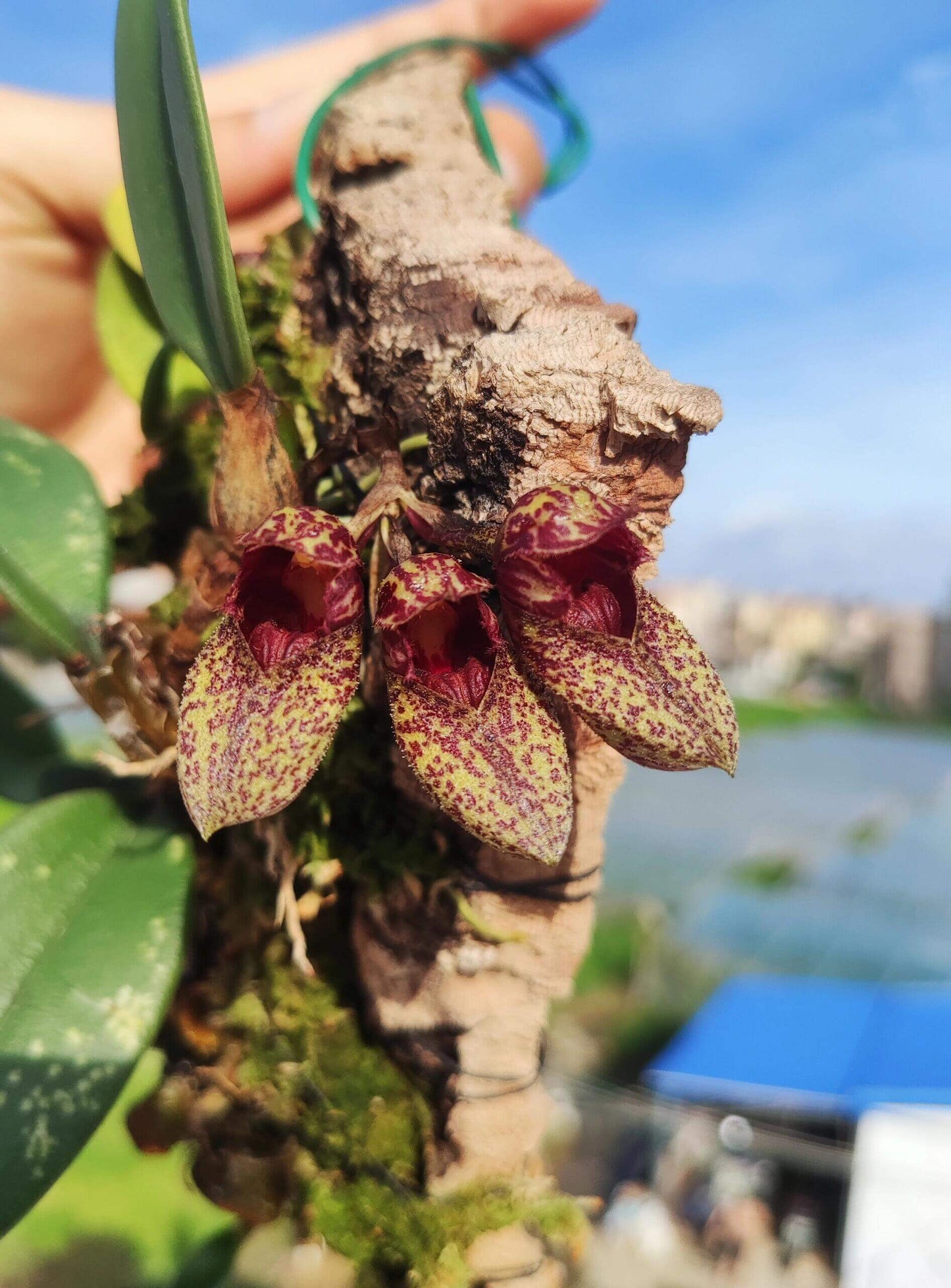 Bulbophyllum bootanoides is a mini-miniature orchid native to Vietnam and Thailand. It thrives in evergreen lowland forests at elevations around 1,450–1,500 meters (approximately 4,750–4,900 feet). This epiphytic orchid thrives in cool to warm conditions, making it well-suited for terrariums where temperature and humidity can be carefully controlled.