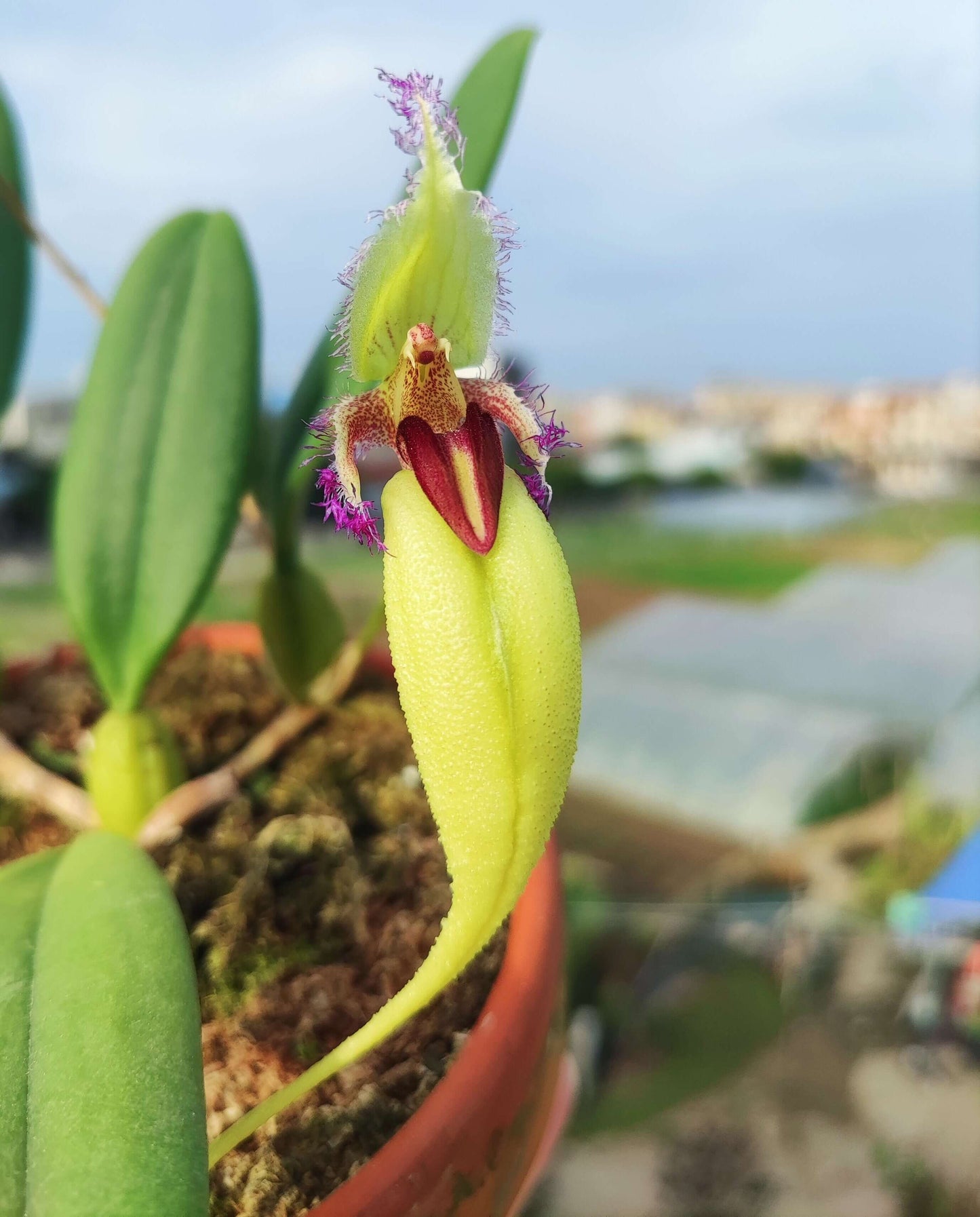 Bulbophyllum fascinator var. semi-alba is a captivating miniature orchid known for its unique floral morphology and vibrant coloration. This variety is a color morph of the species Bulbophyllum fascinator, distinguished by its pale green to nearly white sepals and a contrasting red lip.