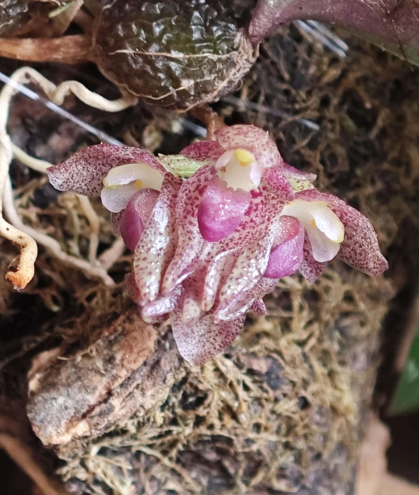 Bulbophyllum jingdongense is a species of orchid belonging to the Cirrhopetalum alliance within the Bulbophyllum genus. It was formally introduced in 2017 and is native to the subtropical regions of southern China and central Laos. This orchid is very small, making it perfect for terrariums where space and humidity can be carefully controlled.