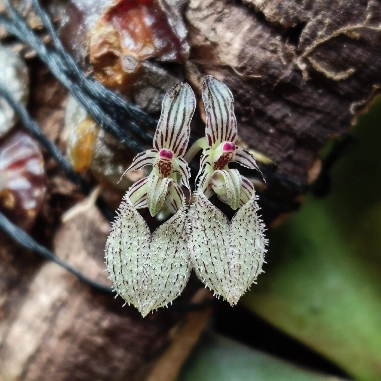 Bulbophyllum polliculosum is a rare and captivating miniature orchid species native to Southeast Asia, particularly found in regions like Myanmar, Thailand, Vietnam, and Laos. Known for its unique growth habit and delicate flowers, this orchid is a fascinating subject for orchid enthusiasts. Due to its specific environmental requirements, it thrives in warm, humid conditions, making it well-suited for terrariums, where humidity and temperature can be carefully controlled to replicate its natural habitat.