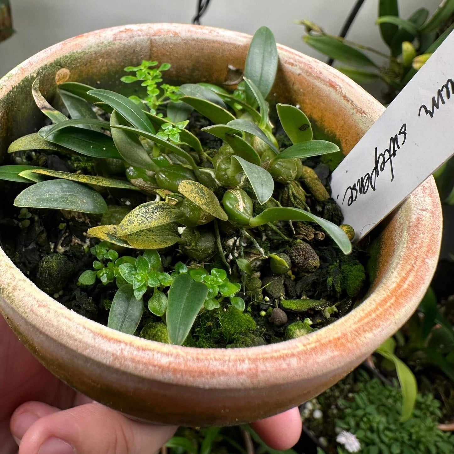Bulbophyllum sutepense is a captivating miniature orchid species native to subtropical regions of Southeast Asia, including Yunnan (China), Vietnam, Thailand, Laos, and Myanmar. This epiphytic orchid thrives at elevations between 600 and 1,600 meters, typically growing on tree trunks in sparse woodlands.