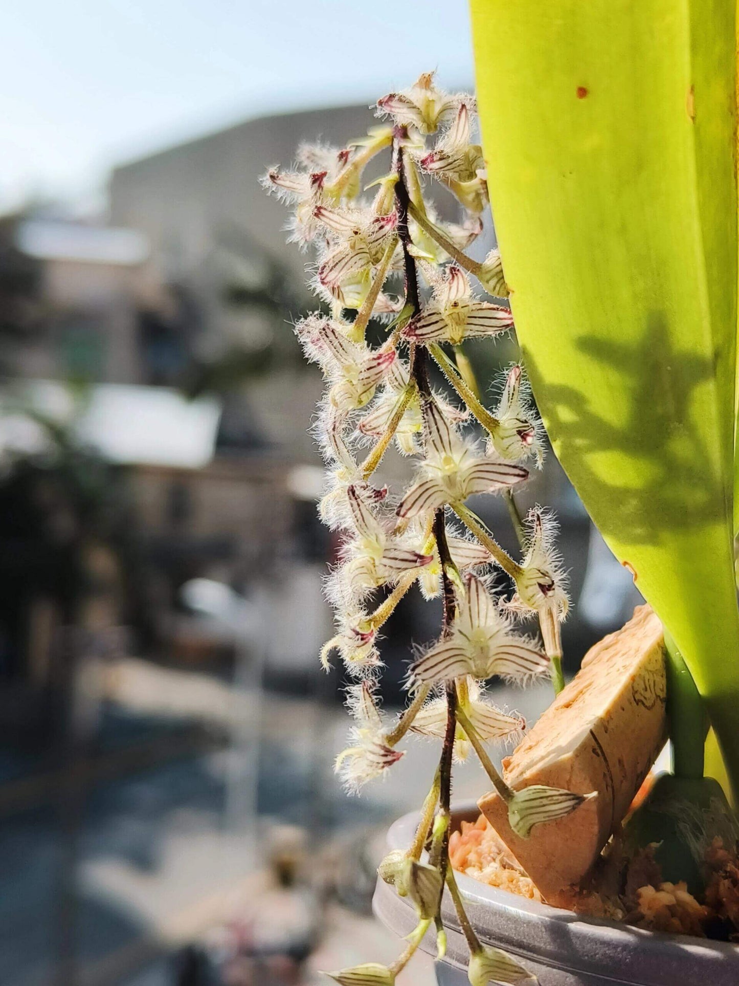 Bulbophyllum lindleyanum is a small, epiphytic orchid species native to Myanmar, Thailand, and India. This species is admired for its delicate, clustered flowers and is well-suited for cultivation in controlled environments such as greenhouses or terrariums.