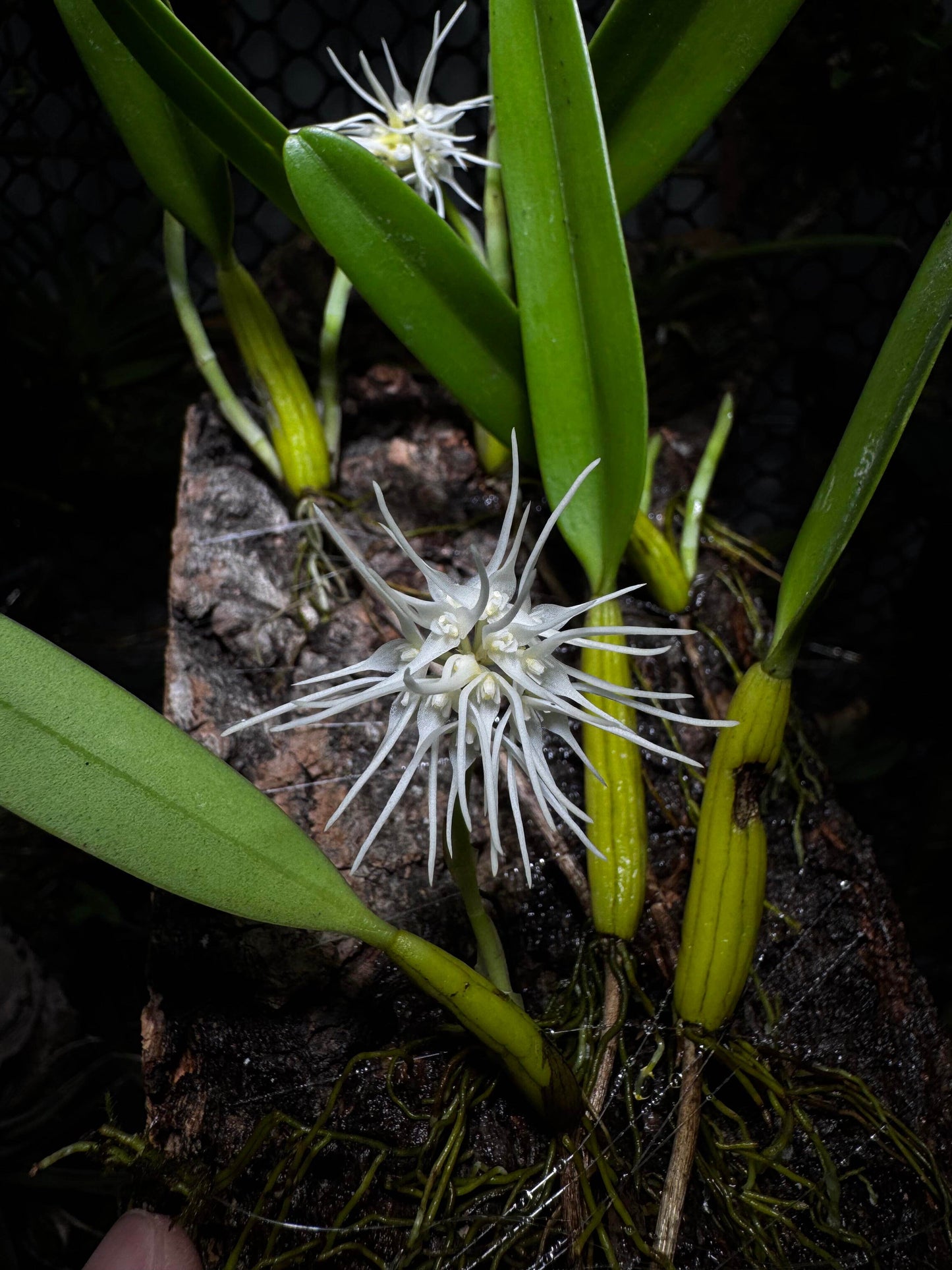 Bulbophyllum odoratissimum is a miniature orchid species renowned for its delightful fragrance, a rare feature within the Bulbophyllum genus. Native to Southeast Asia, it can be found in regions such as India, Nepal, Bhutan, Myanmar, Laos, Vietnam, Thailand, and southern China.