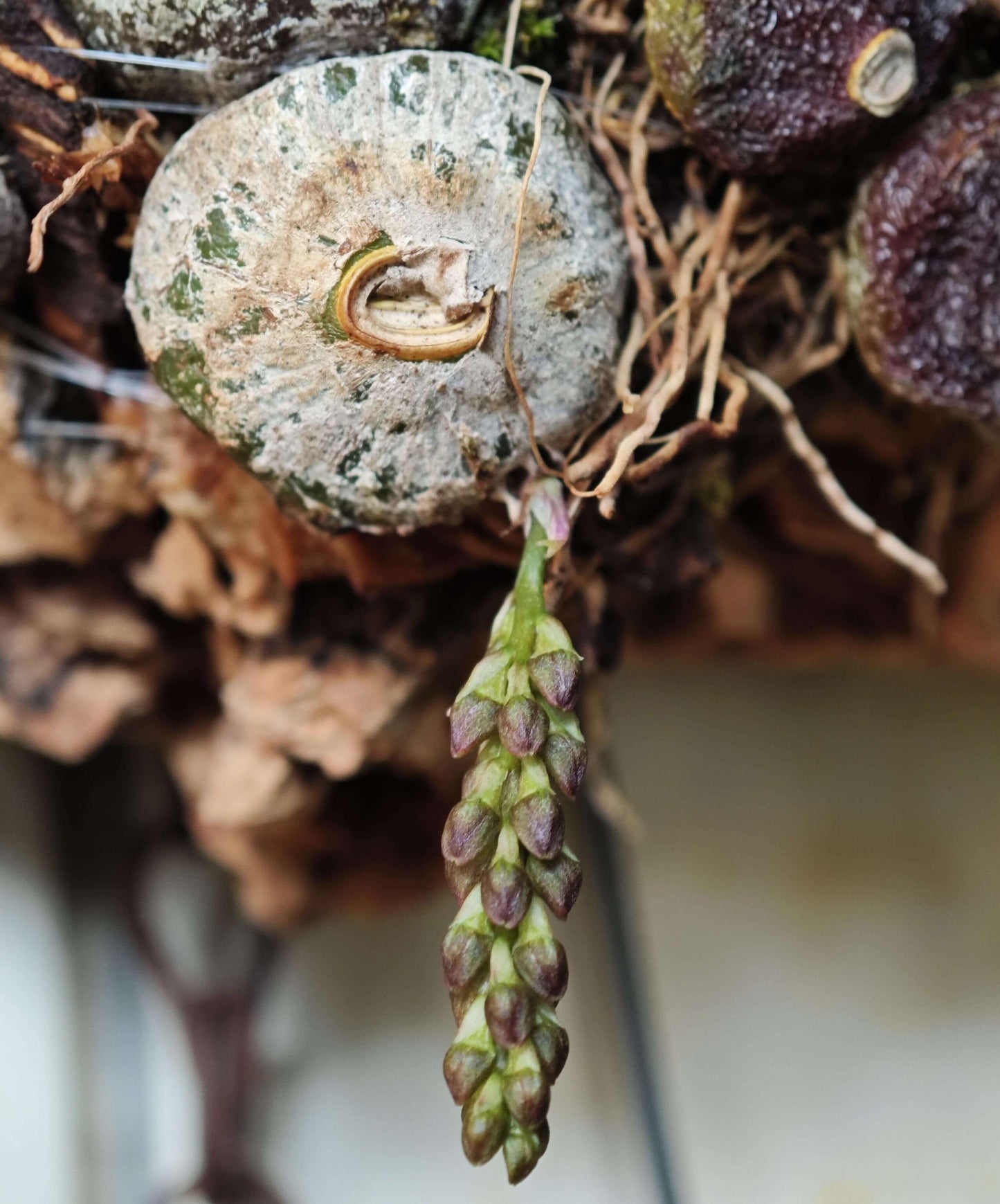 Bulbophyllum triste is a distinctive miniature orchid species native to the subtropical montane forests of Southeast Asia. Belonging to the Bulbophyllum genus, it is renowned for its unique floral morphology and adaptability to various growing conditions.