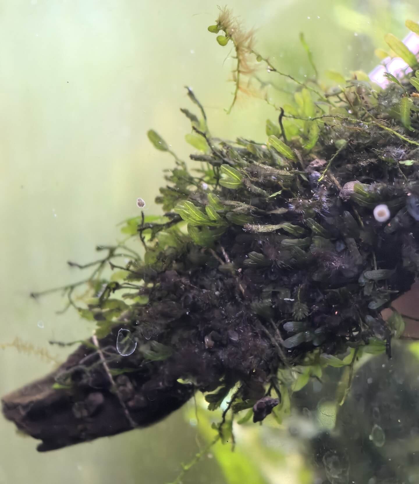 Crepidomanes shenzhenense is a diminutive epilithic fern native to the humid, shaded evergreen forests of Guangdong Province, China. It thrives on moist granitic rocks near mountain streams. This fern is well-suited for terrariums and can also be grown underwater, making it an excellent choice as an aquatic plant.
